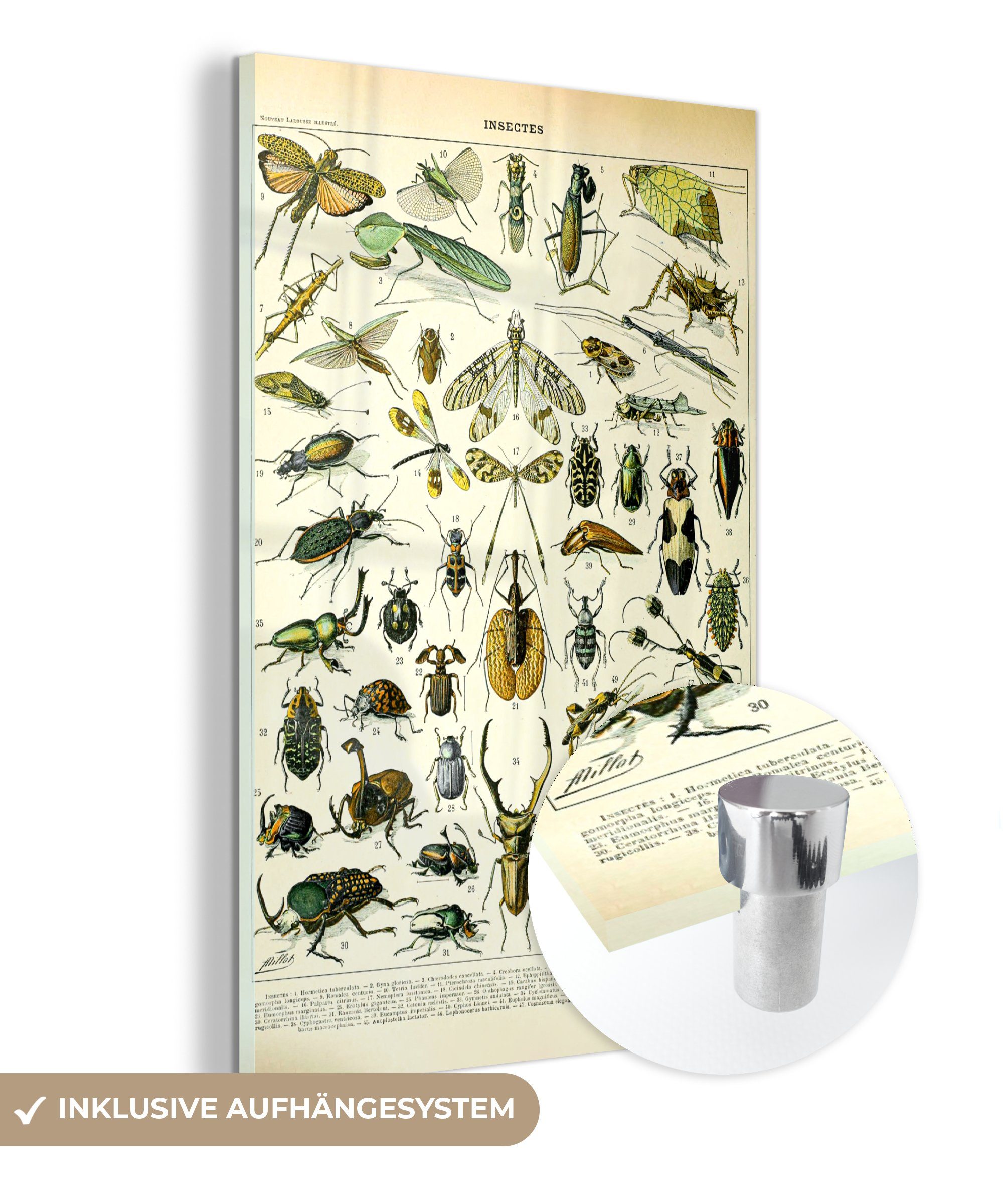 MuchoWow Acrylglasbild Insekten - Tiere Foto auf Glasbilder - St), auf Wanddekoration Glas (1 Wandbild Bilder - Gestaltung, - - Glas