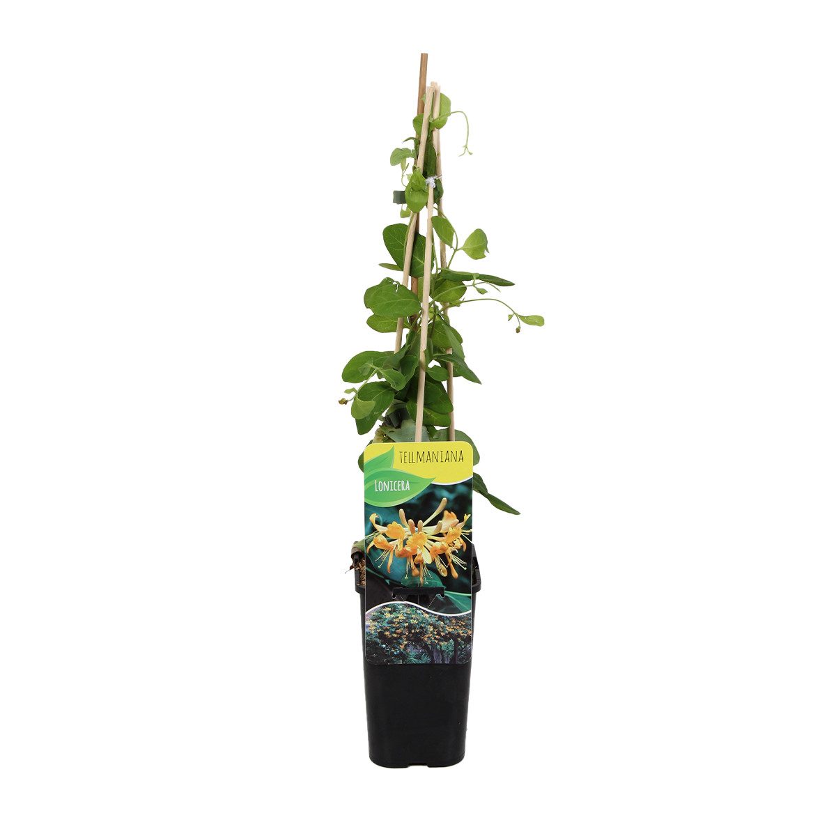 Bloomique Kletterpflanze Lonicera Tellmanniana, Geißblatt, Orange, 70-80 cm, Topf 15 cm, 1 St.