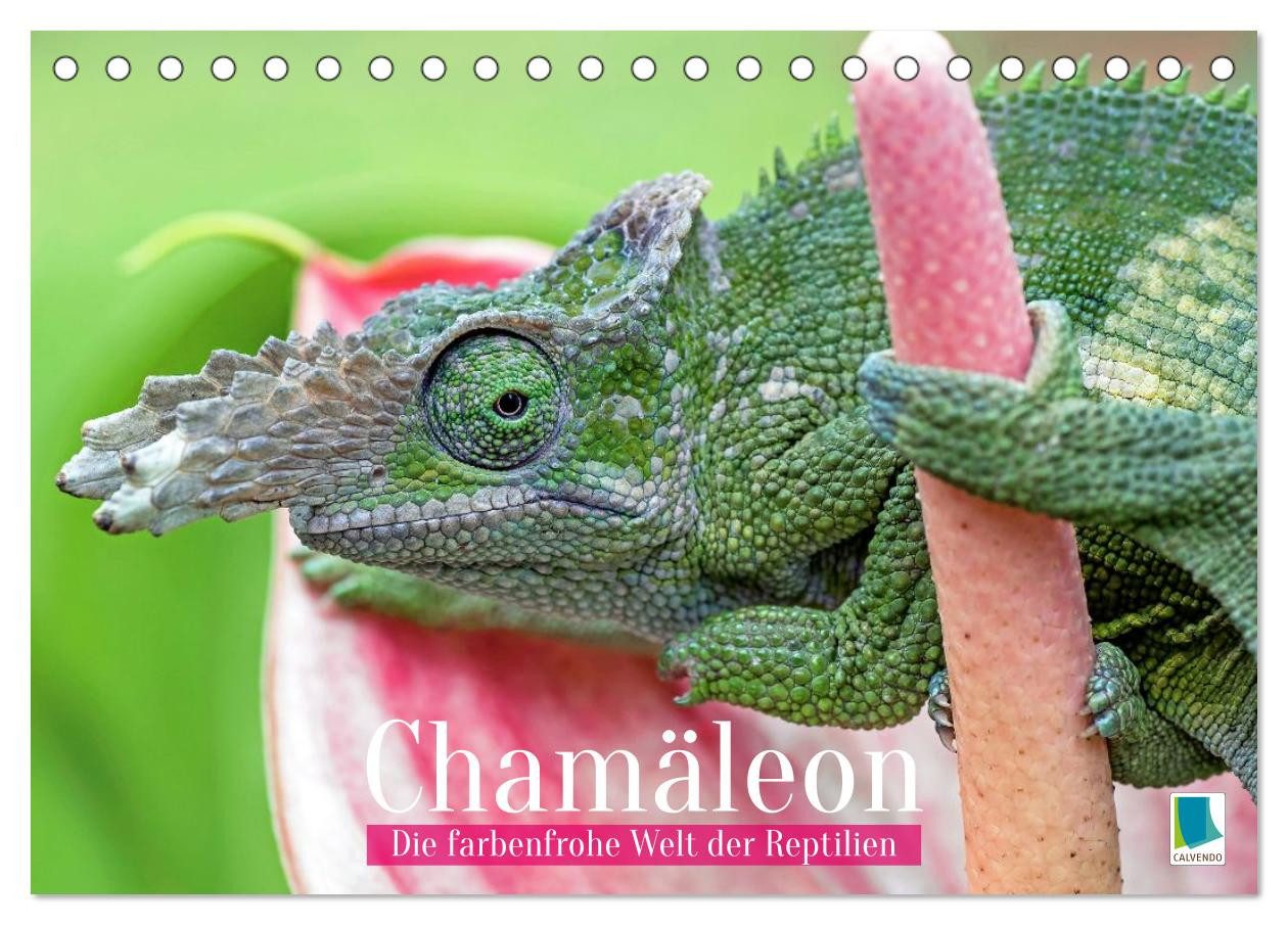 CALVENDO Wandkalender Chamäleon: Die farbenfrohe Welt der Reptilien (Tischkalender 2027 DIN