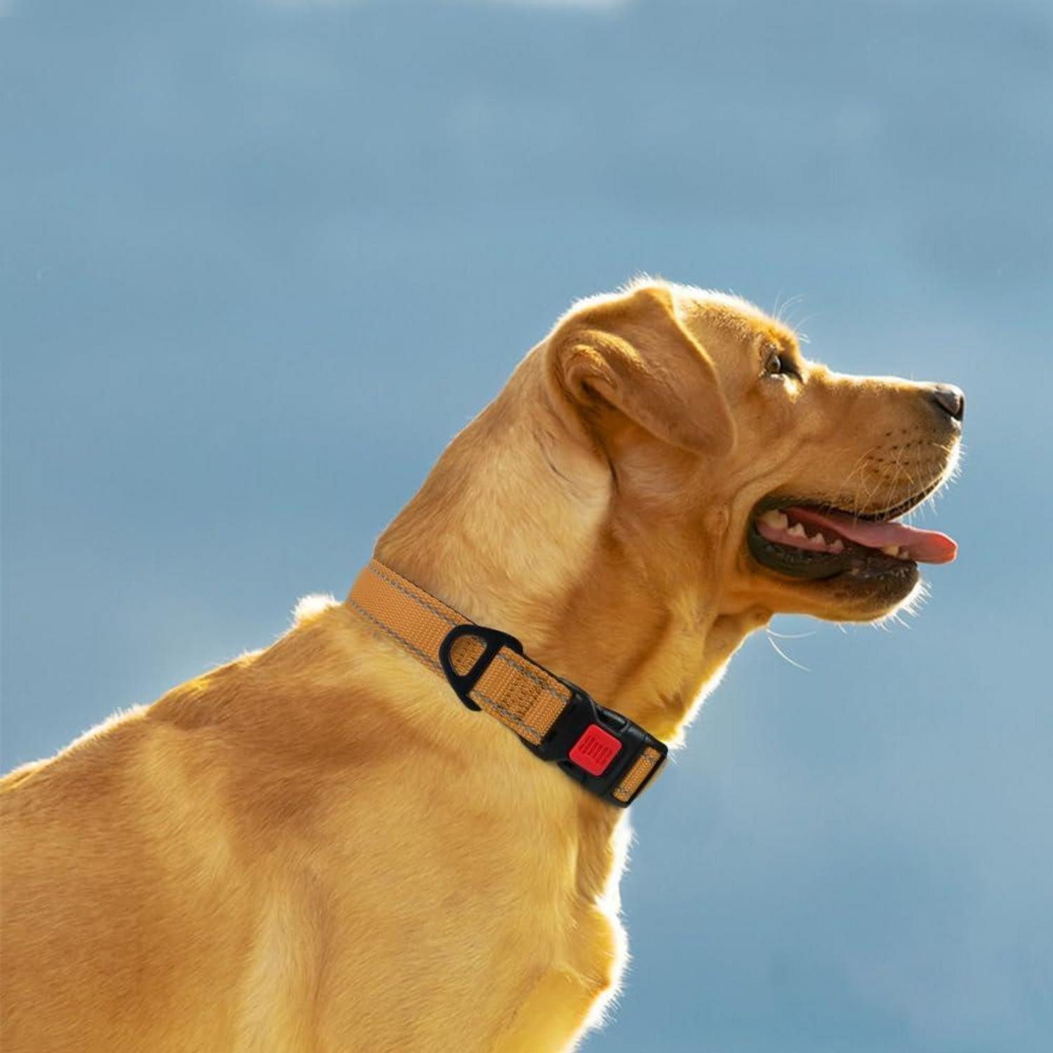 LuxusKollektion Hunde-Halsband Hundehalsband Neopren Verstellbar Reflektierend XL (45-70cm) Braun