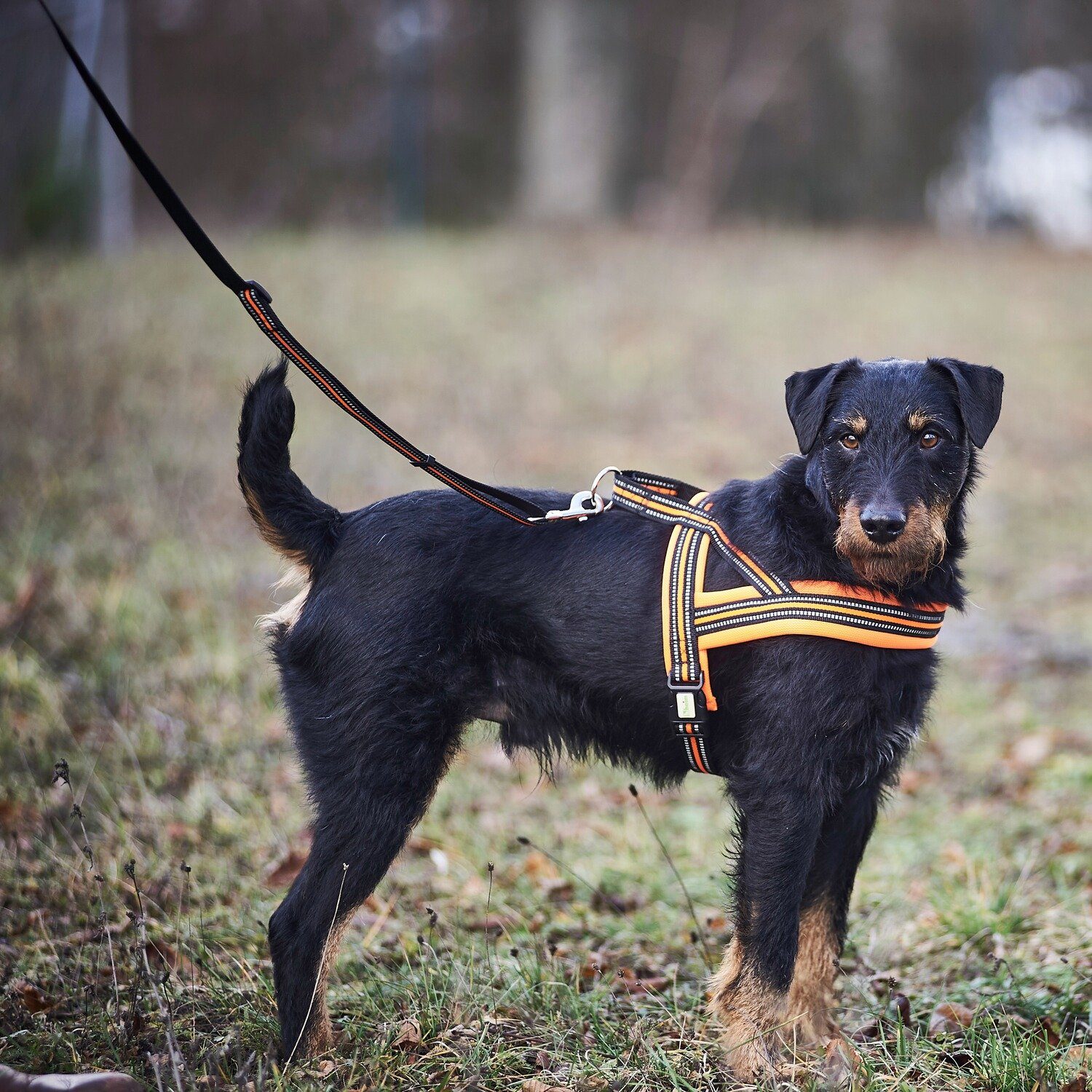 HEIM Hunde-Geschirr Hundegeschirr Signal
