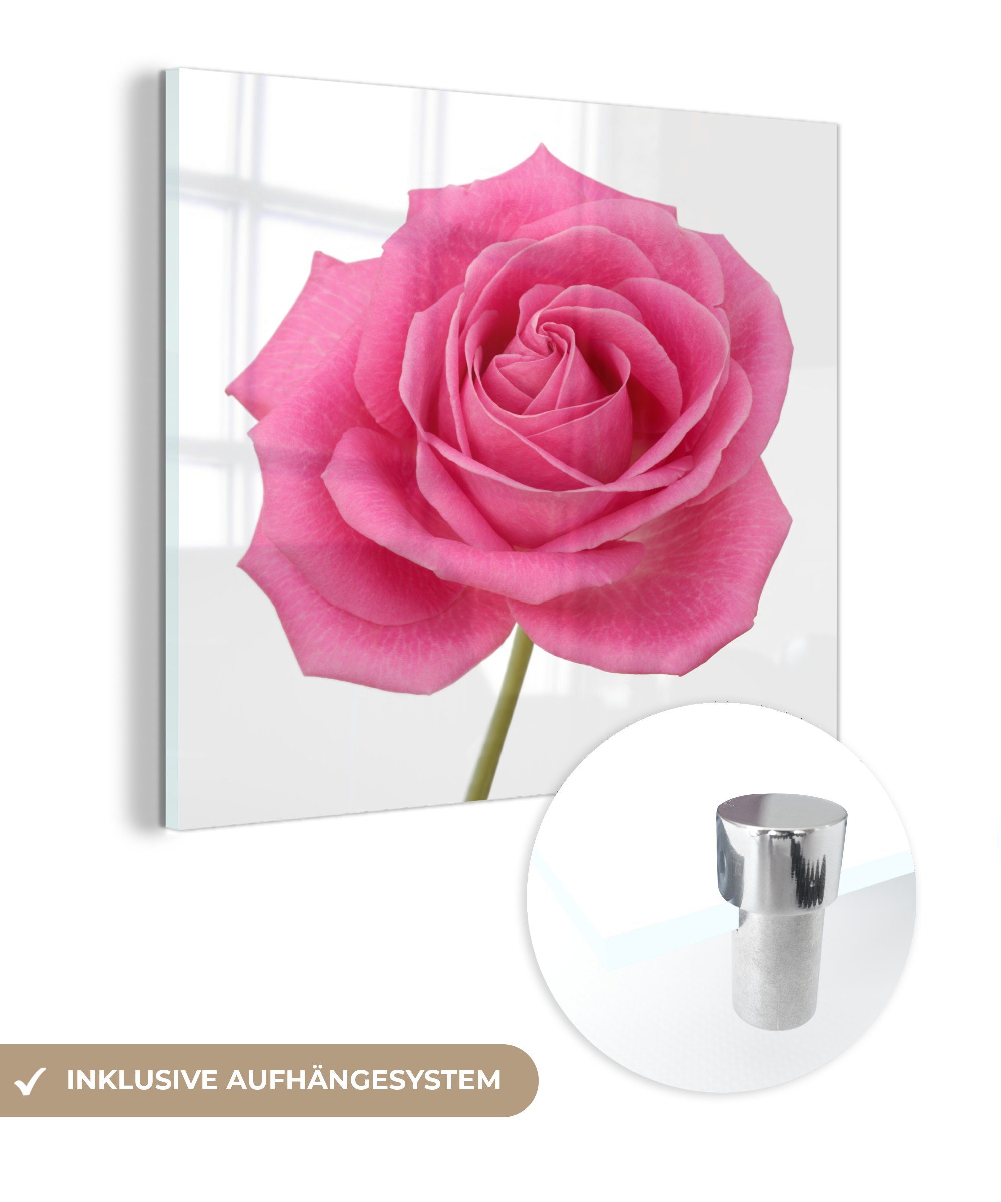 MuchoWow Acrylglasbild Nahaufnahme einer einzelnen rosa Rose auf weißem Hintergrund, (1 St), Glasbilder - Bilder auf Glas Wandbild - Foto auf Glas - Wanddekoration