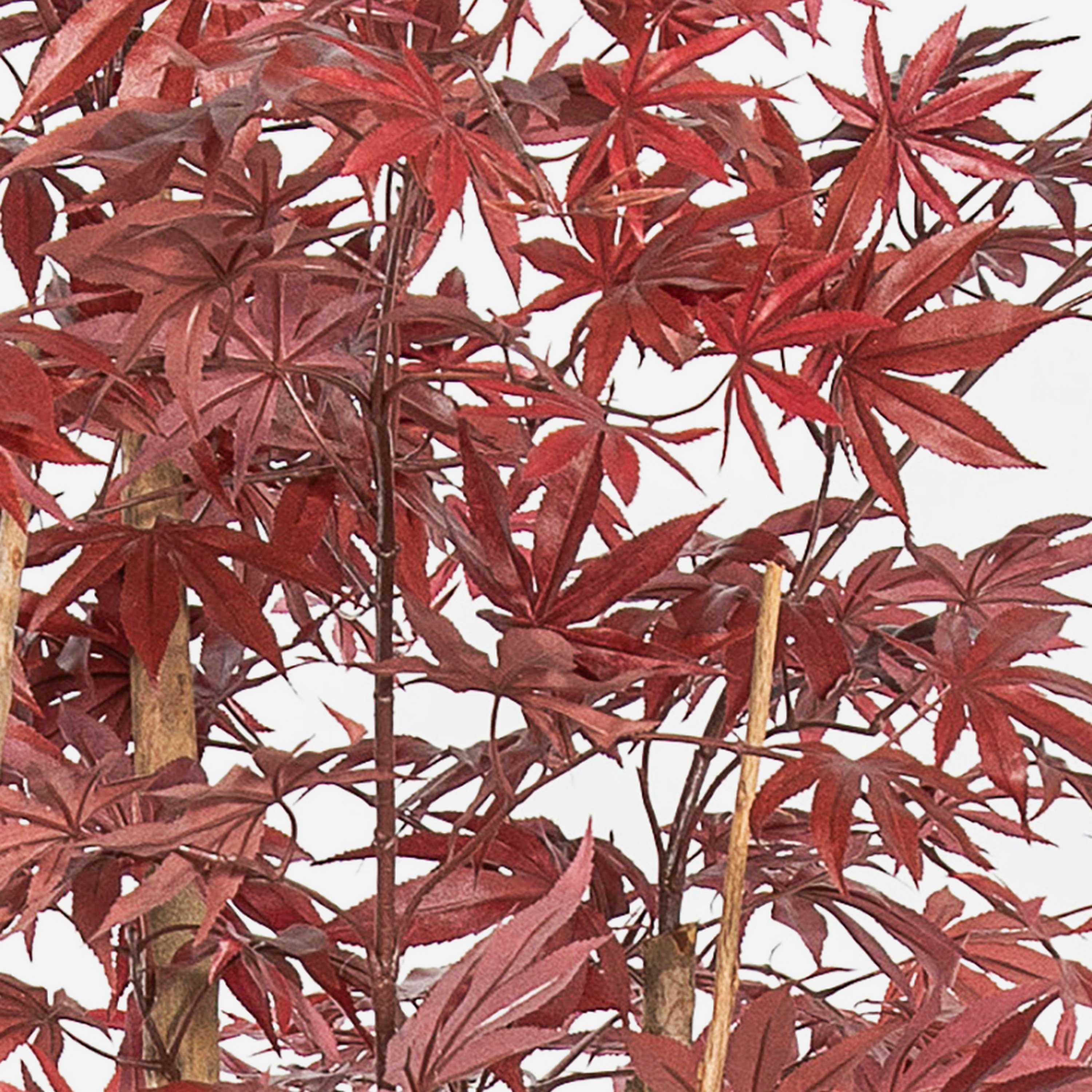 Kunstbaum Japanischer Kunst Ahornbaum ILIANU, Echtstämme, rot, 180cm Ahorn (Japanischer Ahorn), artplants, Höhe 180.0 cm