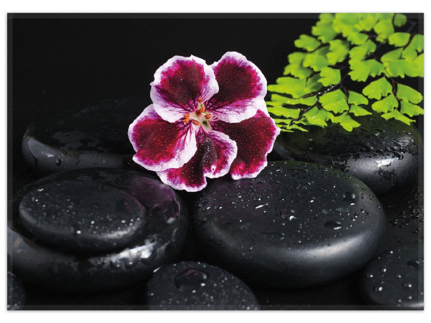Wallario Teppich Geranienblüte auf schwarzen Steinen, benetzt mit Wassertropfen, rechteckig, rutschfest