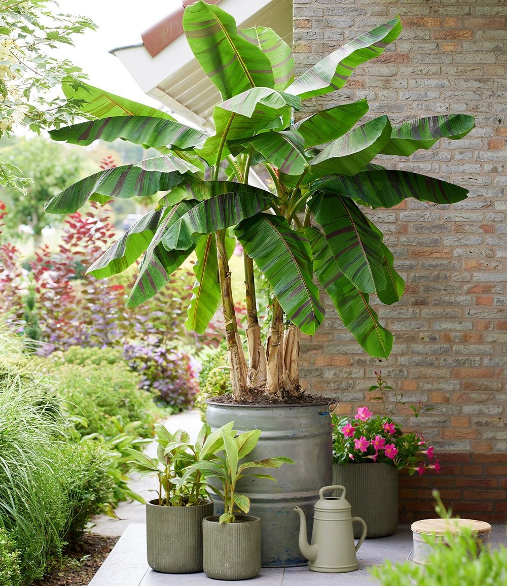 BALDUR Garten Bananenbaum Winterharte Banane 'Ever Red®', 1 St., Bananenstauden, winterhart, mehrjährig, pflegeleicht