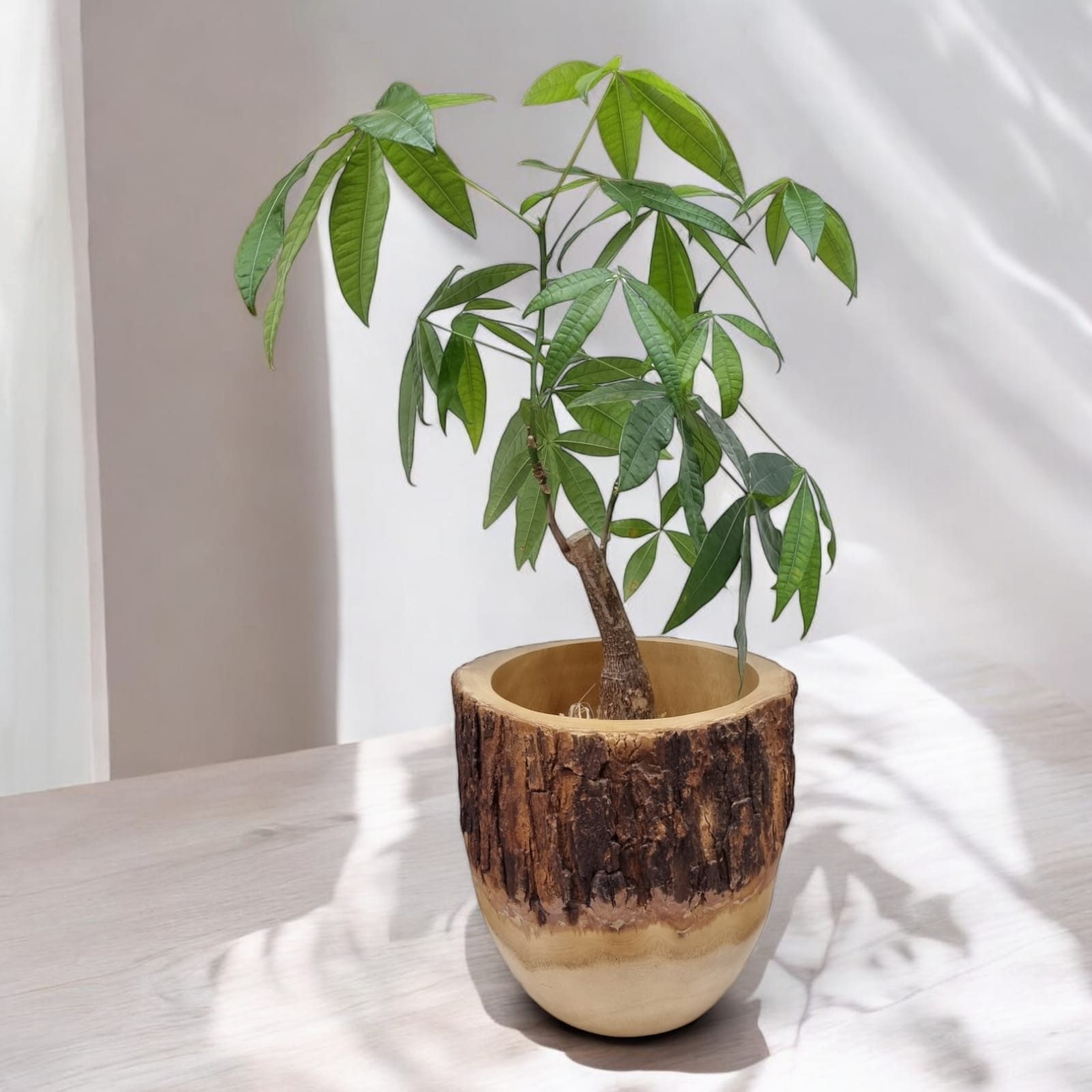 Kinaree Übertopf Mango Holz Übertopf Auswahl günstig online kaufen
