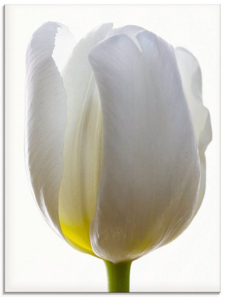 Artland Glasbild Weiße Tulpe, Blumen (1 St), in verschiedenen Größen