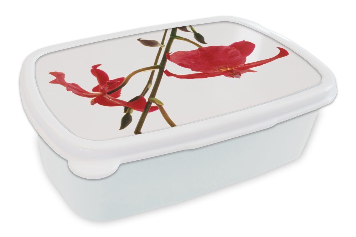 Mädchen weißen Orchideen MuchoWow Lunchbox und Kunststoff, Brotbox für Jungs vor einem Erwachsene, Zwei Brotdose, für (2-tlg), Kinder und Hintergrund, rote