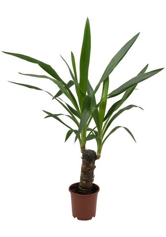 Dominik Zimmerpflanze »Yucca-Palme« Höhe: 30 c...