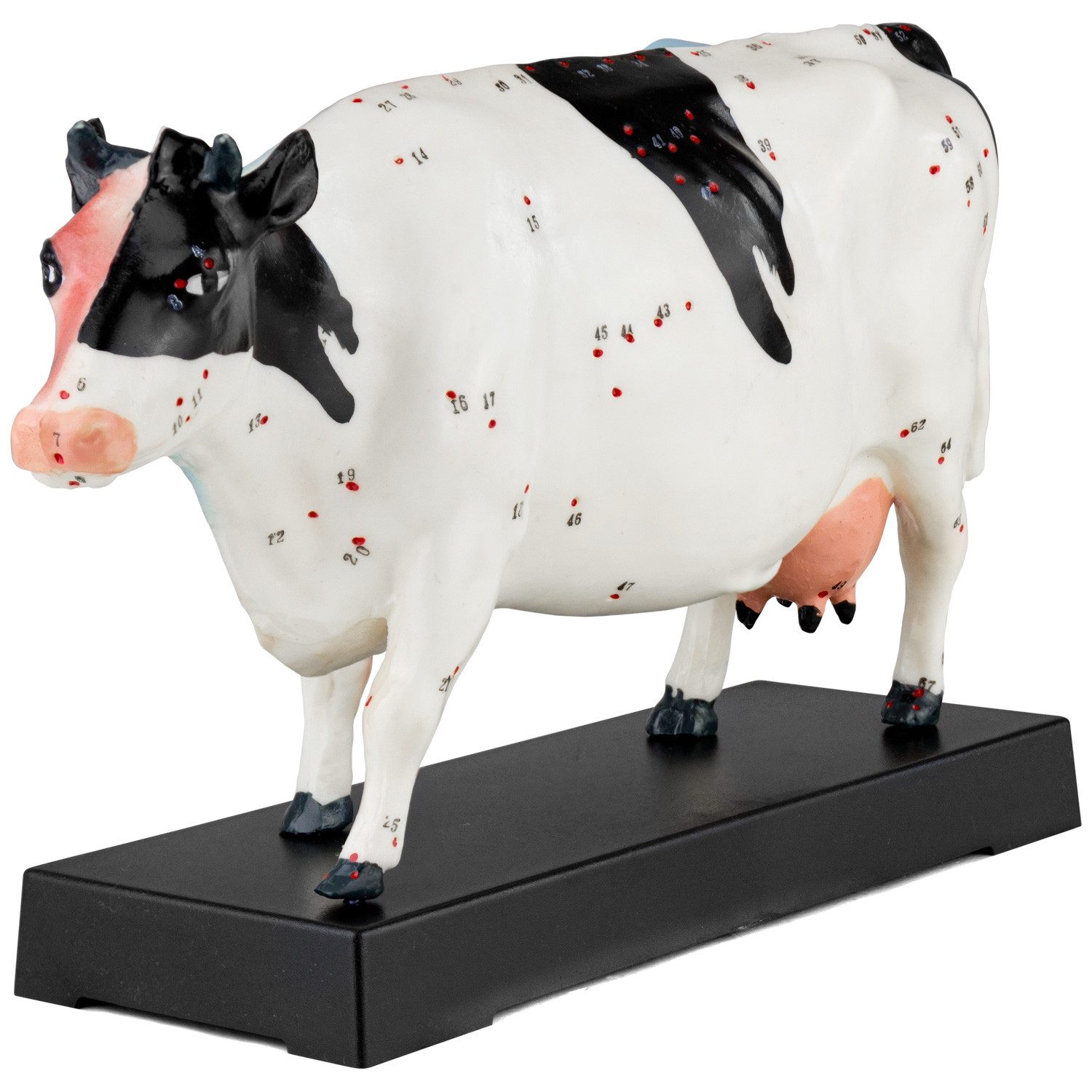 MedMod Dekoobjekt Akupunktur Anatomie Figur TCM Modell Kuh Rind Muskelmodell