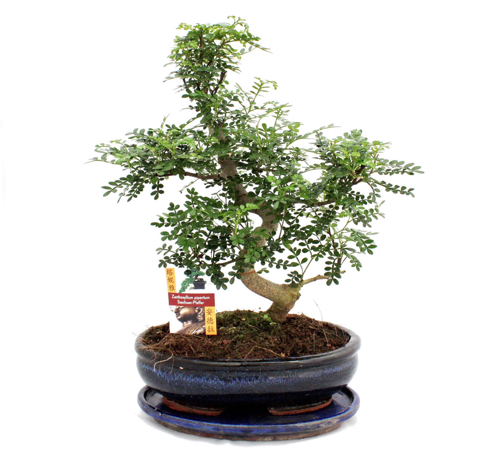 Exotenherz Zimmerpflanze Bonsai Szechuan-Pfeffer - Zanthoxylum piperitum - ca. 12-15 Jahre