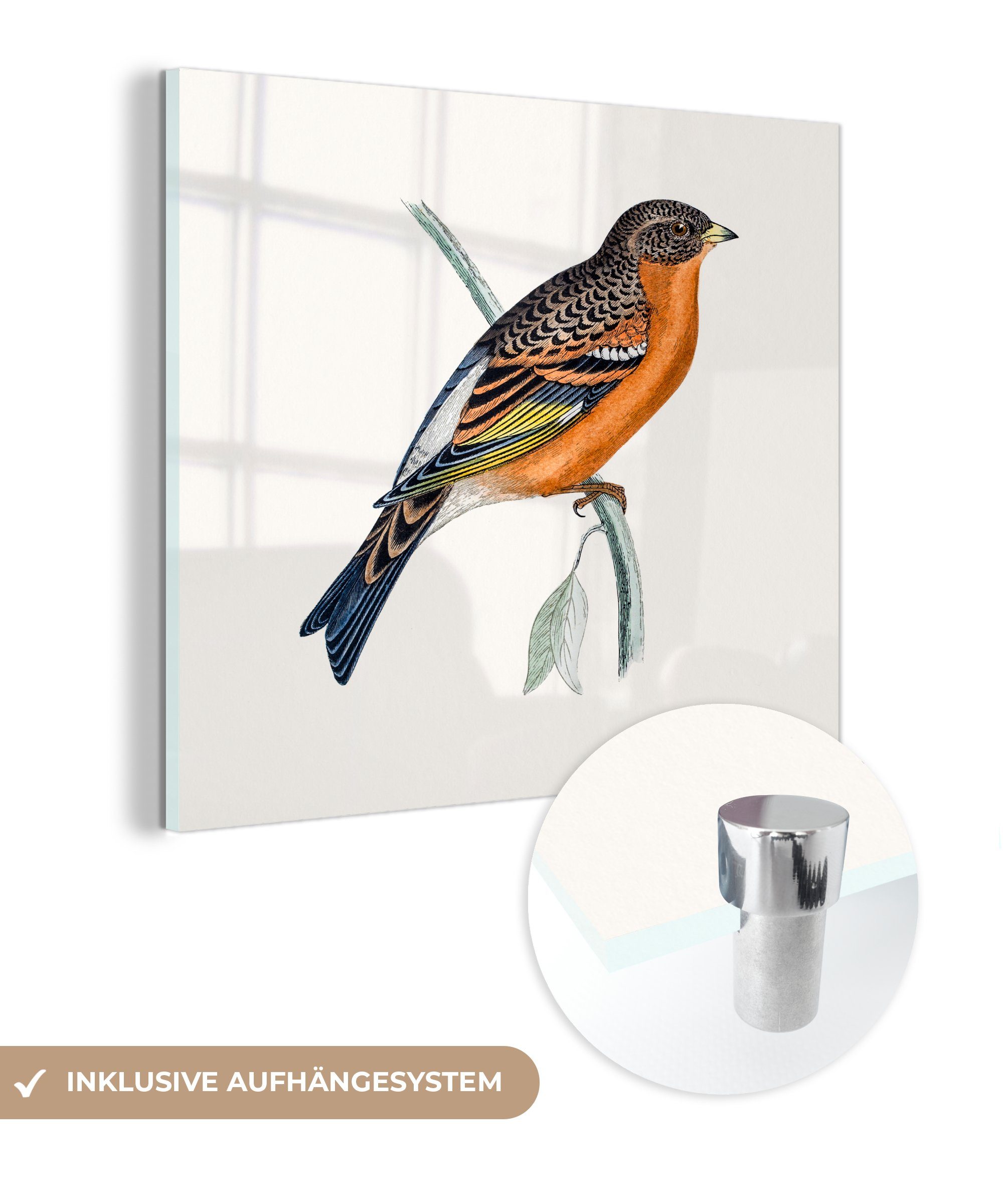 - (1 Glas - St), Wanddekoration Glas Vogeldruck handgezeichnet, auf Bilder MuchoWow Foto auf Antiker Wandbild Glasbilder - Acrylglasbild