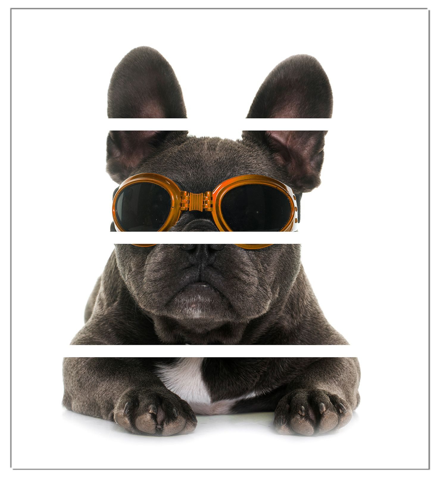 Wallario Möbelfolie Cooler Hund mit Sonnenbrille in orange - Französische Bulldogge