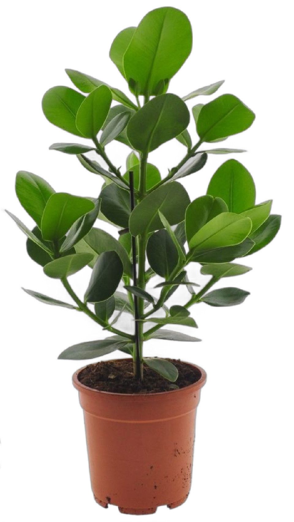 meinvipshop Zimmerpflanze Balsamapfel Clusio Princess 40cm