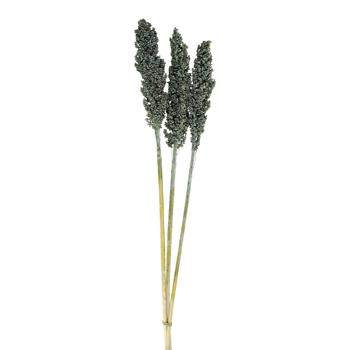 Trockenblume Elegante Sorghum-Hirsen für Trockenfloristik und Dekoration, Viana, Höhe 72 cm