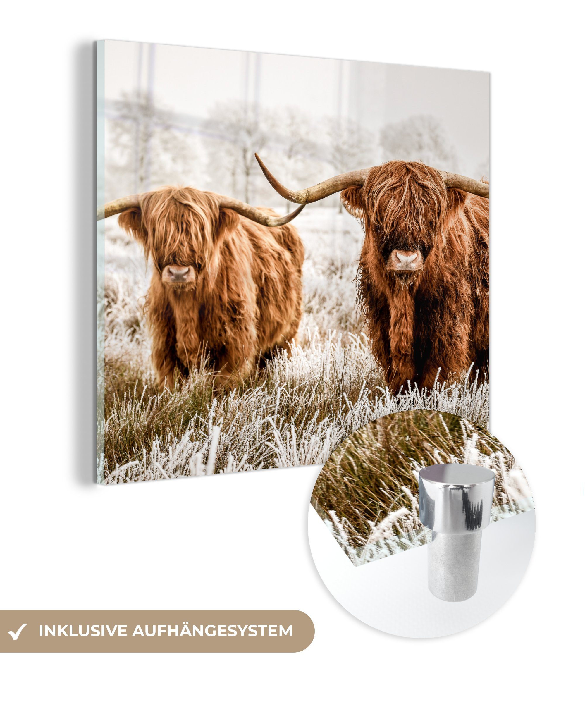 Glasbilder - Hochländer Natur auf Acrylglasbild bunt - Wandbild - Kuh Foto MuchoWow Wanddekoration - auf Tiere Schottischer - St), Bilder Glas - (1 Glas - Heidekraut,