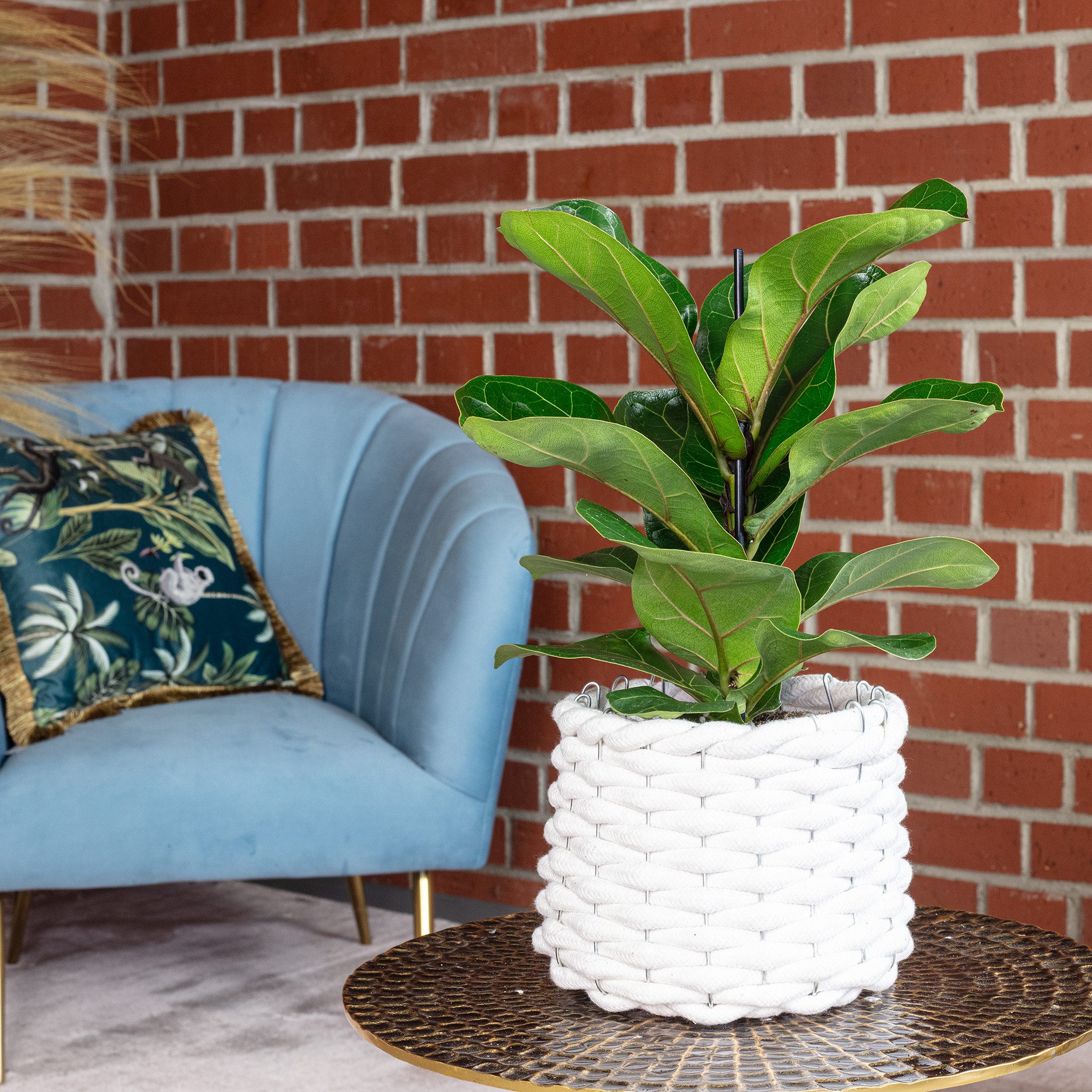 Flowerbox Zimmerpflanze Geigenfeige - Ficus Lyrata Bambino, pflegeleicht - günstig online kaufen