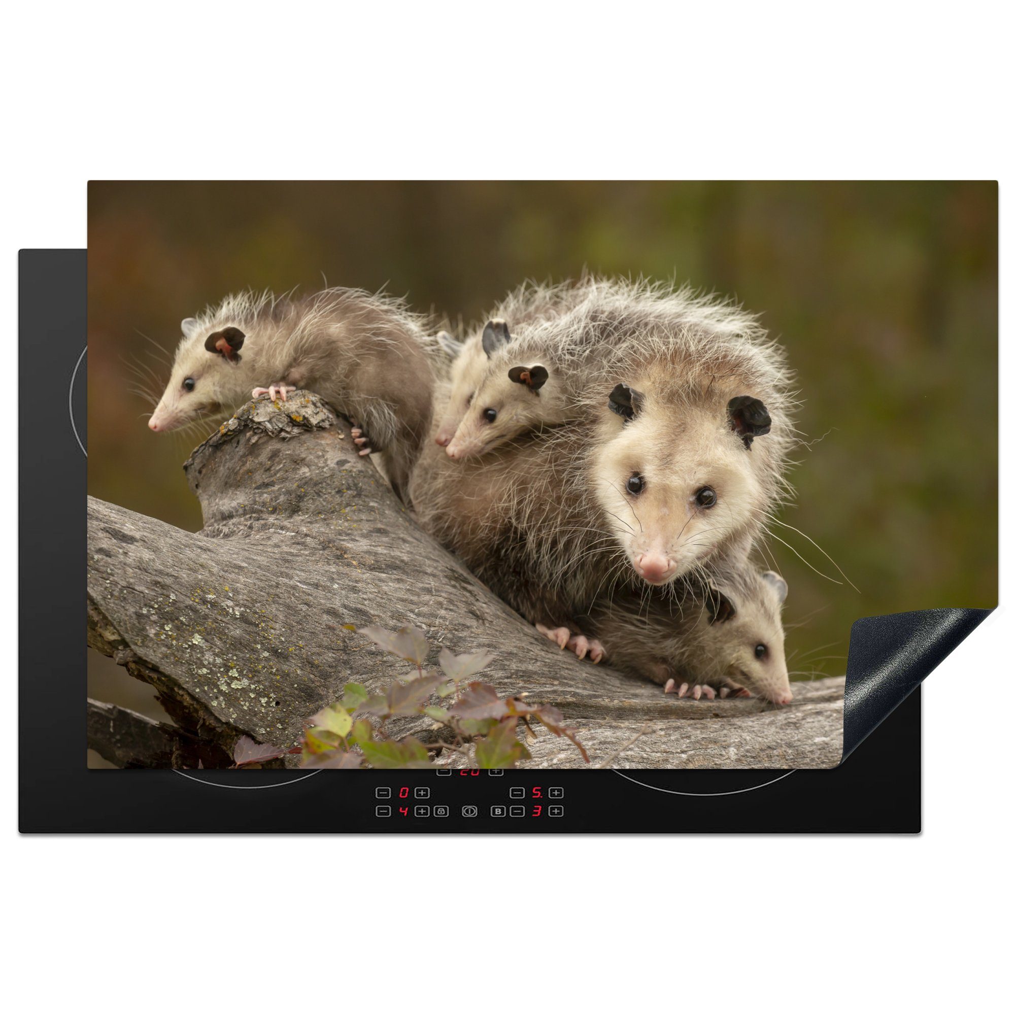MuchoWow Herdblende-/Abdeckplatte Virginisches Opossum mit Jungen, Vinyl, (1 tlg), 81x52 cm, Induktionskochfeld Schutz für die küche, Ceranfeldabdeckung