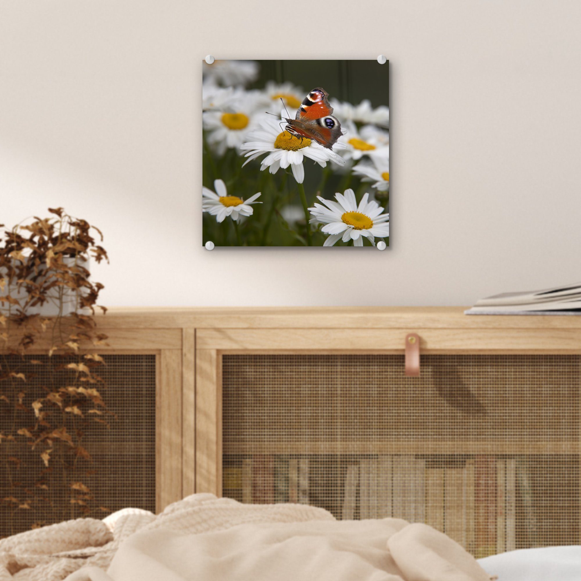 MuchoWow Schmetterling - Glas - Glasbilder mit - Bilder auf Acrylglasbild Wandbild Gänseblümchen, Tagpfauenauge St), Foto auf (1 Wanddekoration Glas