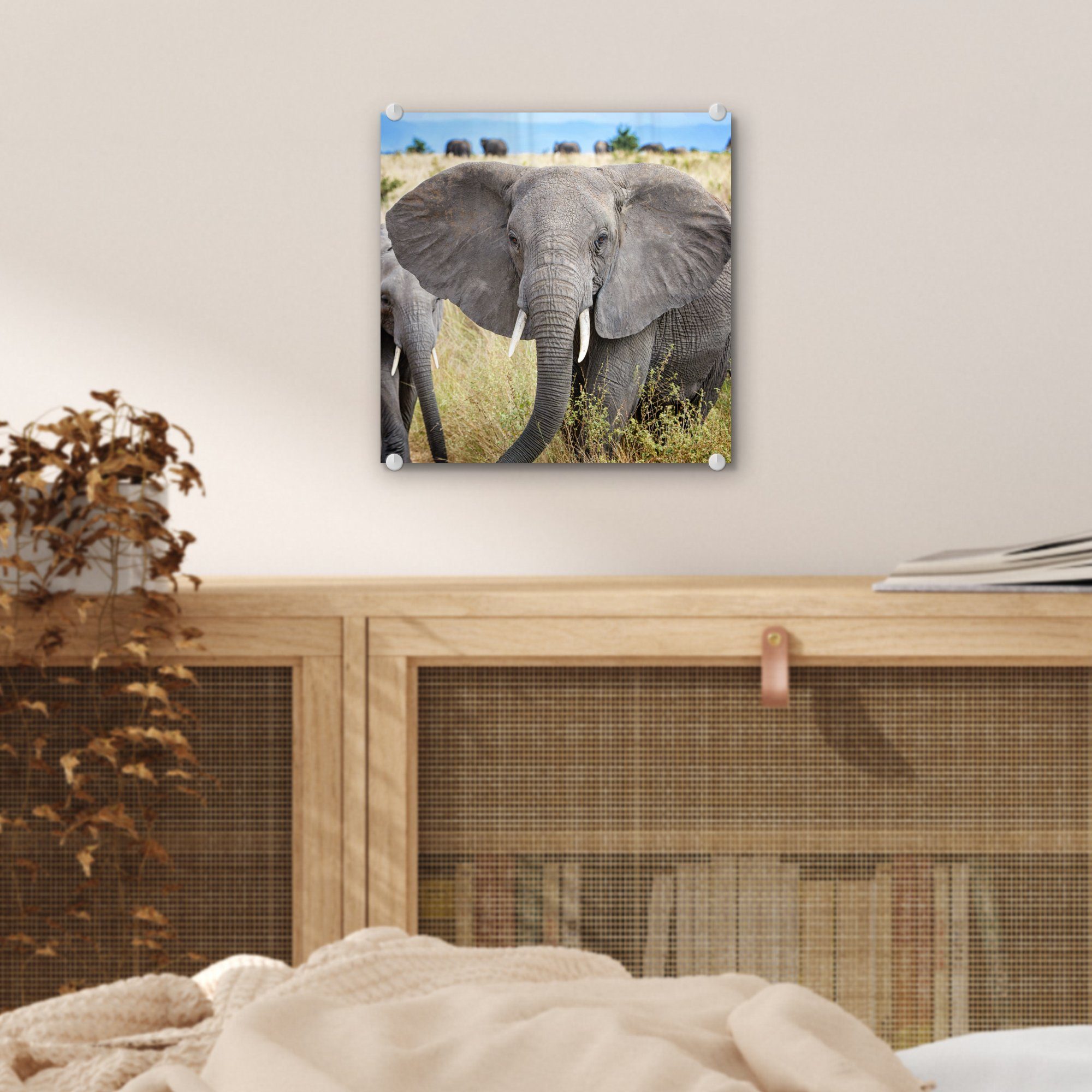 - Glasbilder Glas Natur, Tiere Glas Foto (1 MuchoWow Elefant auf - - - Wanddekoration Acrylglasbild - Bilder auf - Gras St), Wandbild