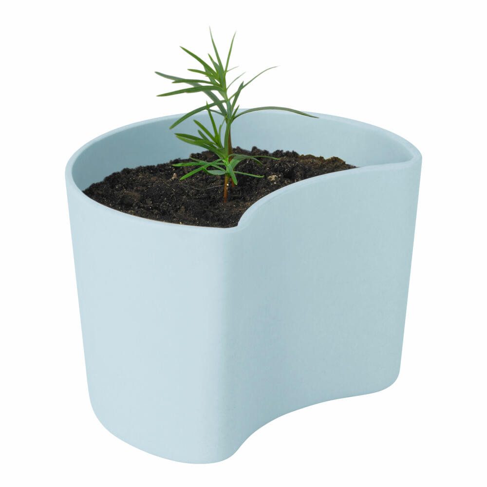 RIG-TIG Anzuchttopf YOUR TREE mit Samen Blue