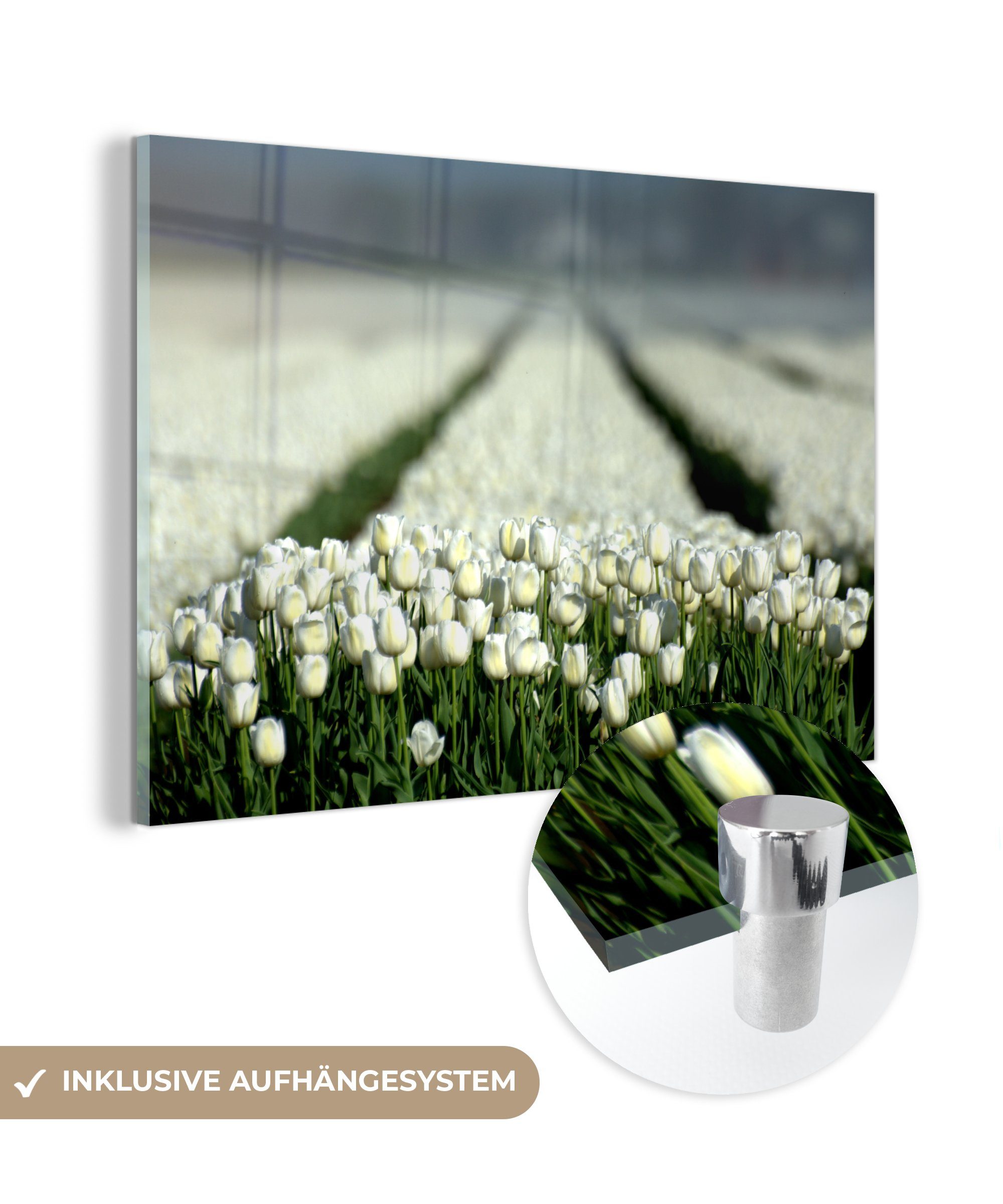 eines voller Schlafzimmer Acrylglasbilder Acrylglasbild St), weißer MuchoWow Wohnzimmer Tulpen, (1 Feldes & Nahaufnahme