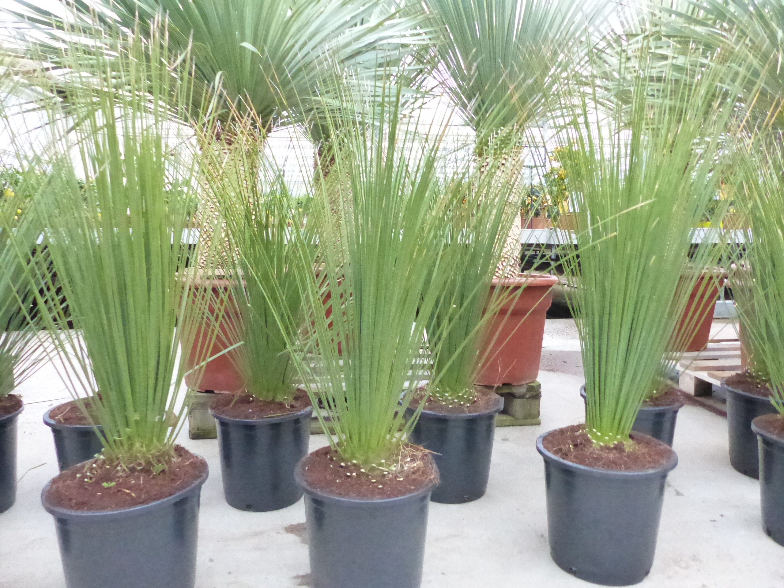 gruenwaren jakubik Baum Dasylirion Longissimum 90 - 120 cm Mexikanischer Grasbaum Rauschopf