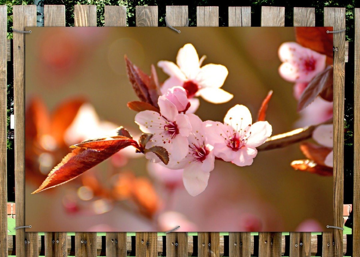 Thumbnail - Wallario Sichtschutzzaunmatten Frühlingsgefühle II - Kirschblüten in Nahaufnahme