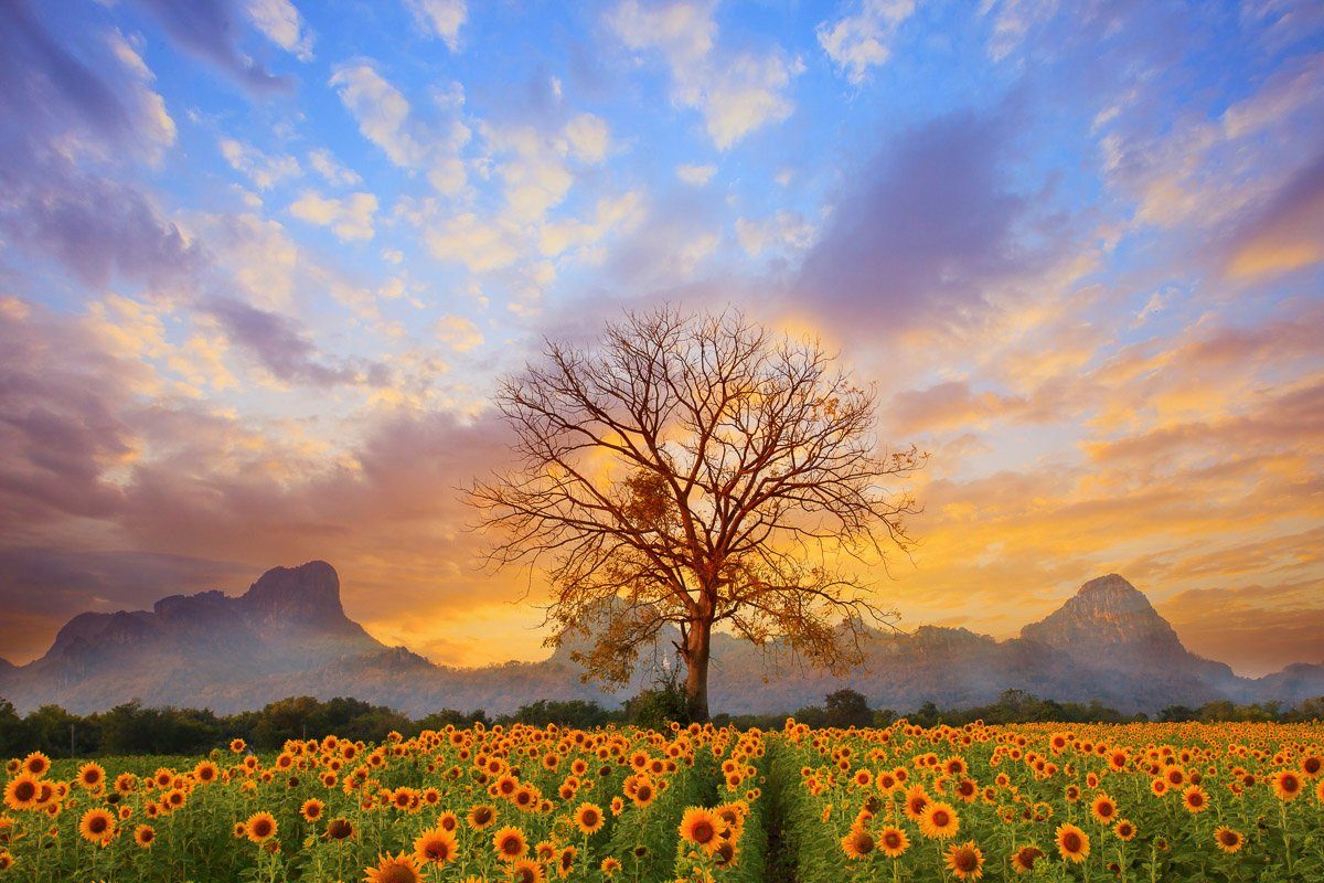 Sonnenblumen Dusky Sky Fototapete Papermoon