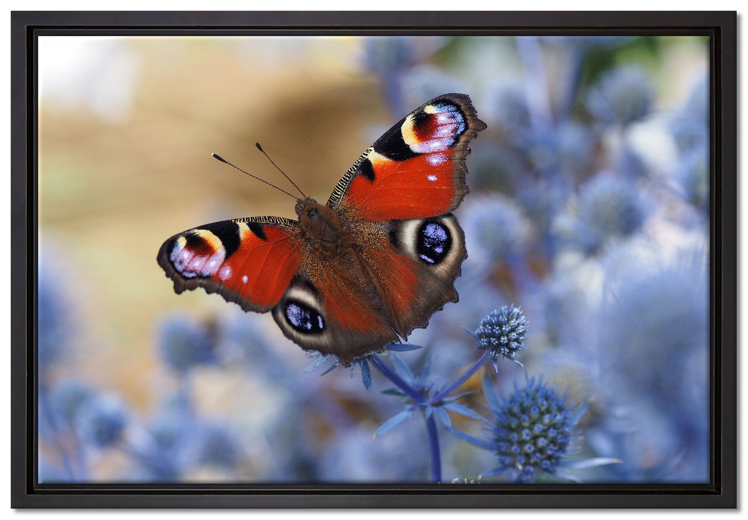 Pixxprint Leinwandbild Schöner Schmetterling Pfauenauge, Wanddekoration (1 St), Leinwandbild fertig bespannt, in einem Schattenfugen-Bilderrahmen gefasst, inkl. Zackenaufhänger