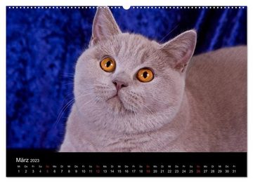 CALVENDO Wandkalender Britisch Kurzhaar Katzen (Premium, hochwertiger DIN A2 Wandkalender 2023, Kunstdruck in Hochglanz)