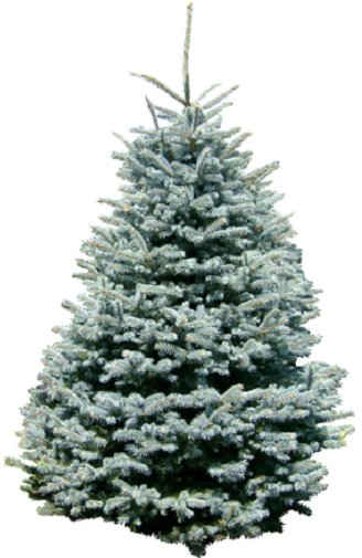 Weihnachtsbaum Guru Echter Weihnachtsbaum »Edeltanne«, Edeltanne, zum Aufstellen