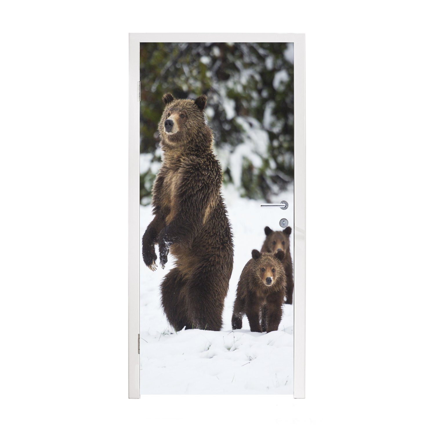 MuchoWow Stehender Fototapete für bedruckt, Tür, Türaufkleber, 75x205 Matt, Grizzlybär, (1 St), Türtapete cm