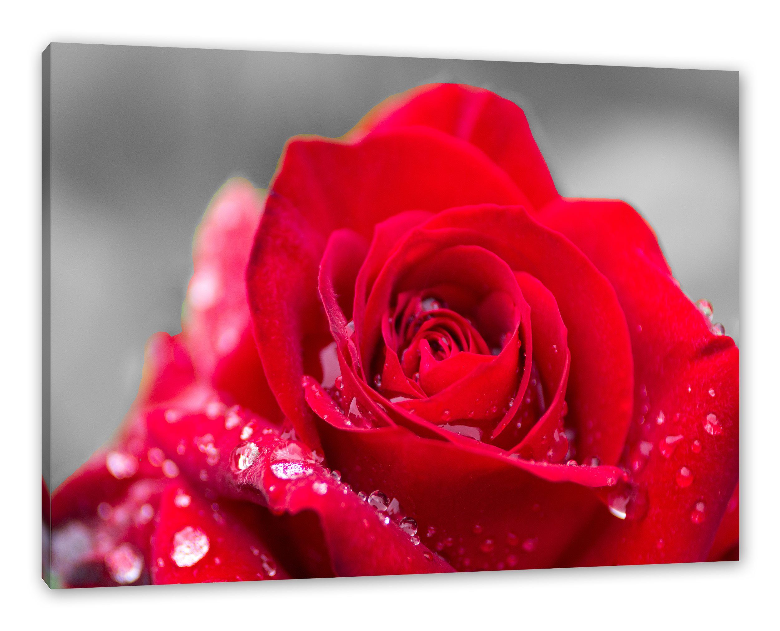 Wassertropfen, mit Rose Zackenaufhänger bespannt, inkl. St), Pixxprint fertig Rose Leinwandbild (1 Leinwandbild mit Wassertropfen