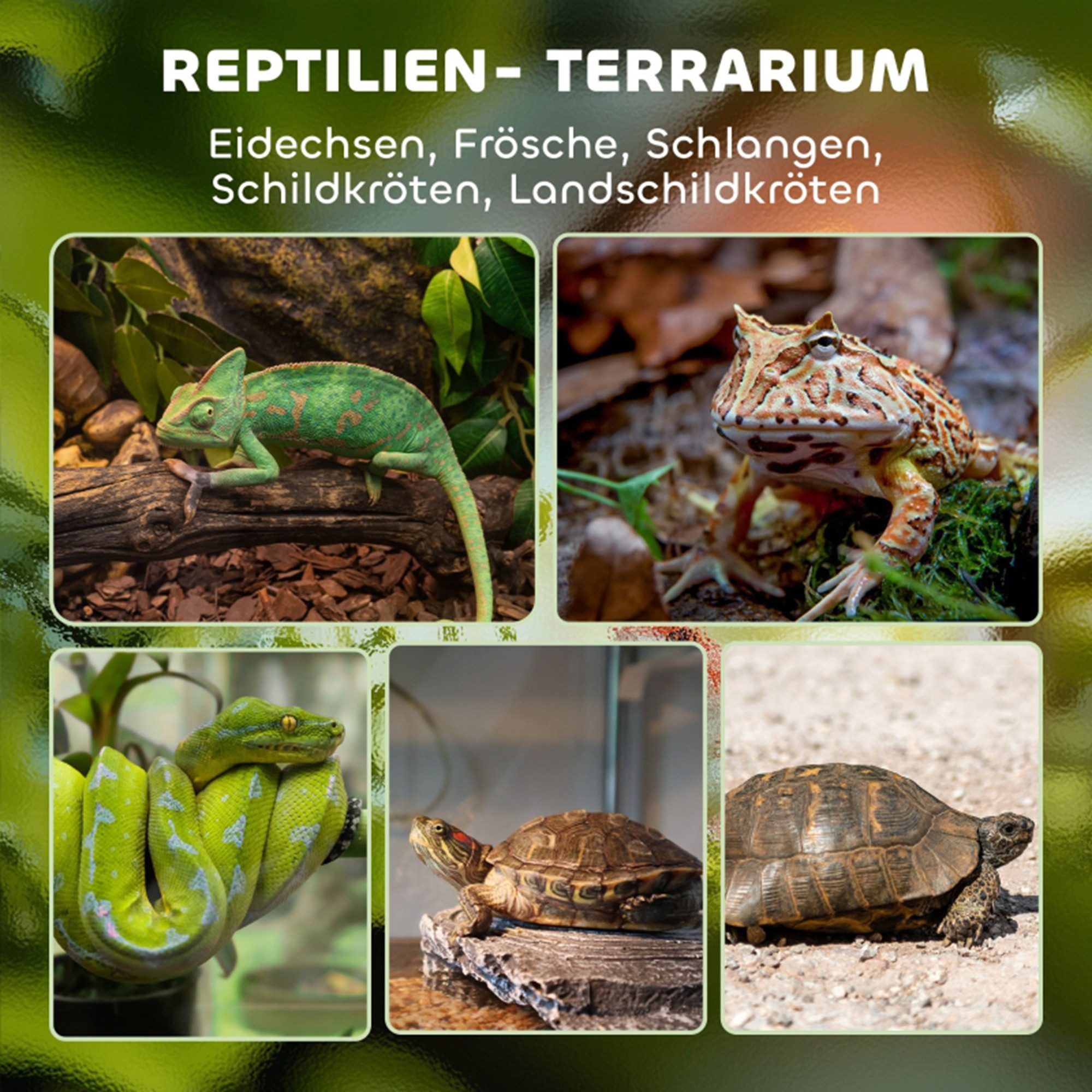 MC Star Terrarium Glas-Terrarium für Reptilien, erhöhter & wasserdichter Boden