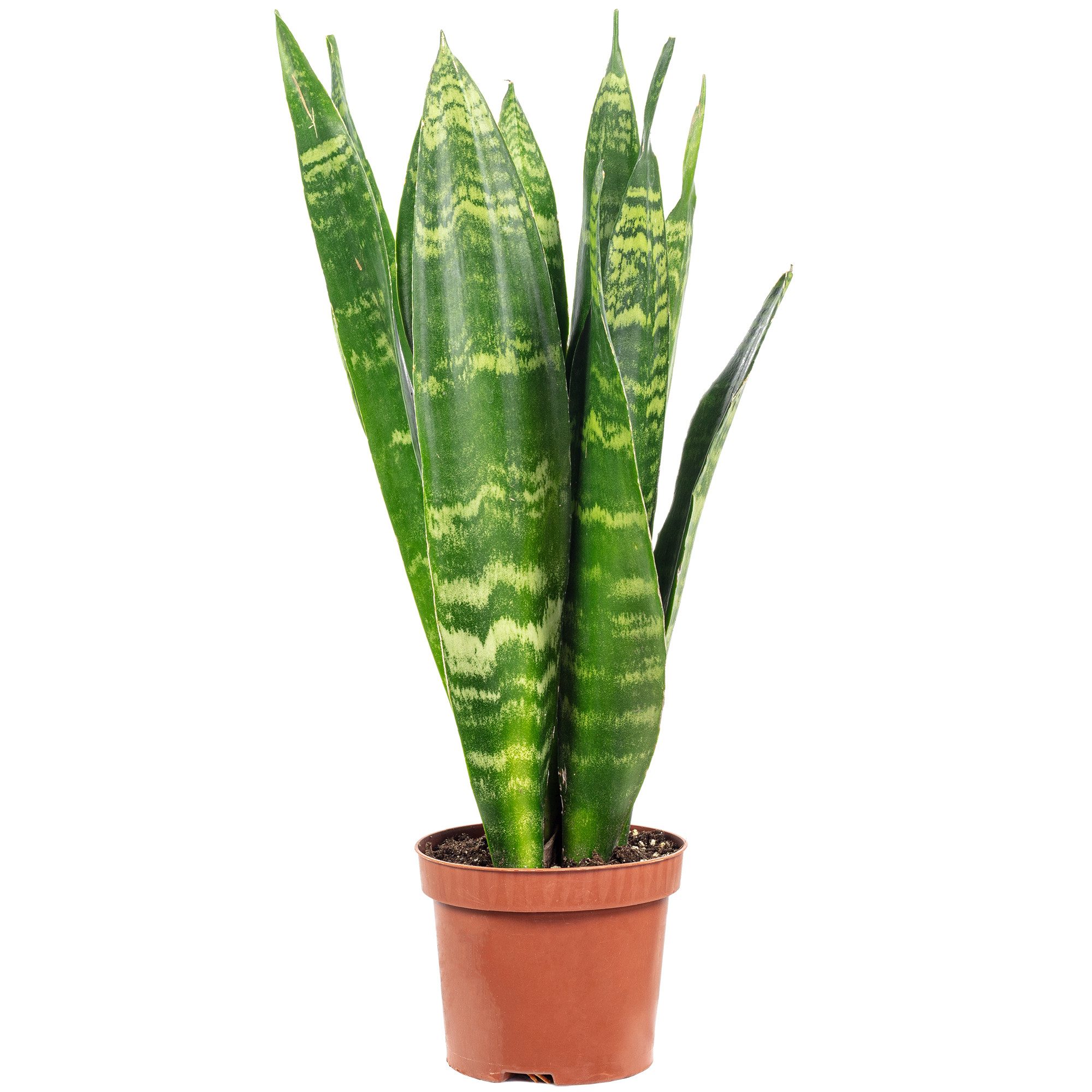 Flowerbox Zimmerpflanze Bogenhanf - Sansevieria trifasciata Black Coral, pflegeleicht - Höhe ca. 30 cm, Topf-Ø 9 cm