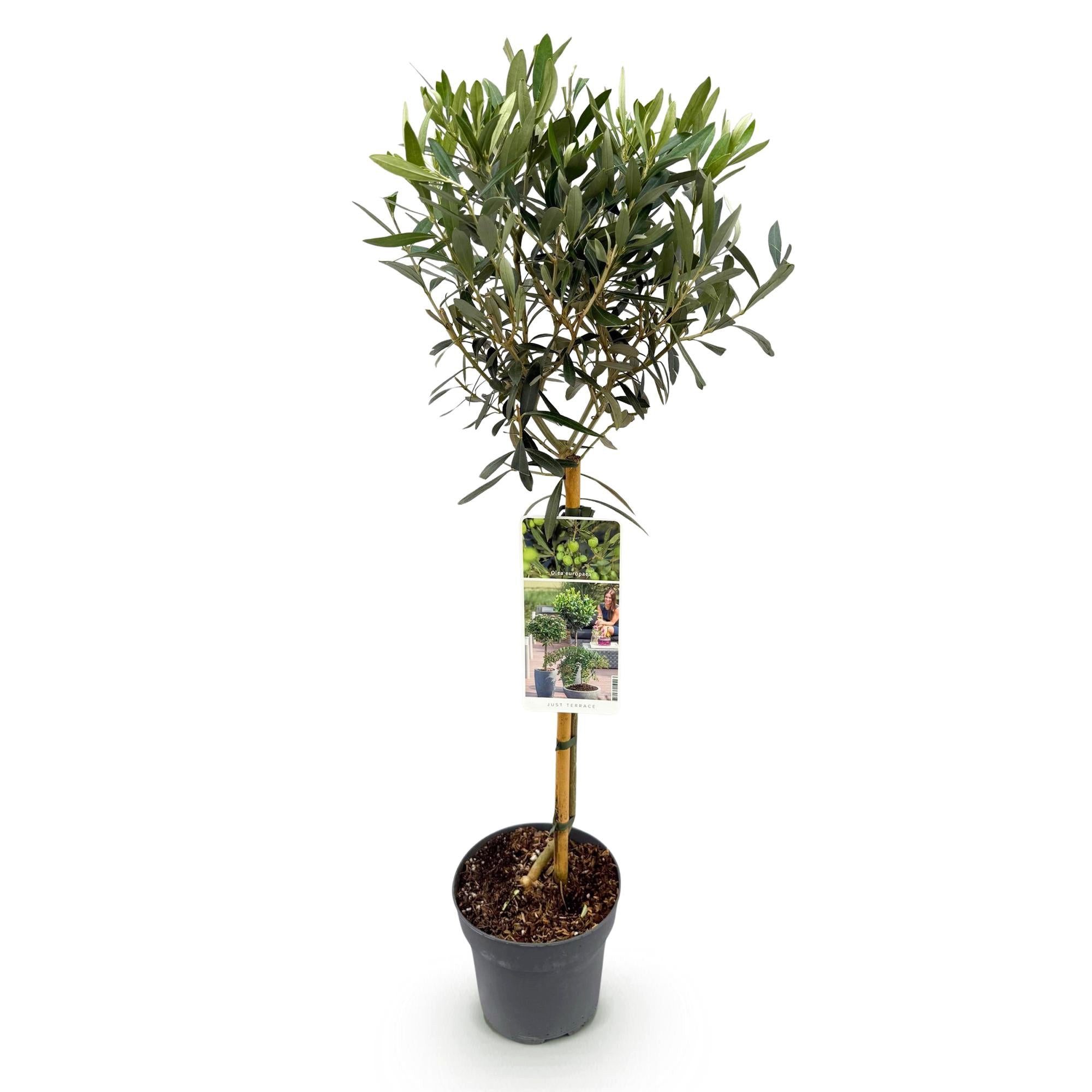 Florora Olivenbaum Olea Europaea – Olivenbaum – 90 cm – Topf 19 cm
