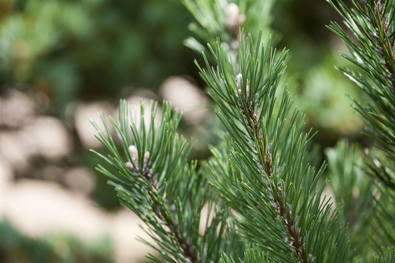 Pflanzen für Dich Konifere Pinus mugo Gnom, 1 St., Bergkiefer, Latschenkiefer, Krummholzkiefer, kompakt, immergrün