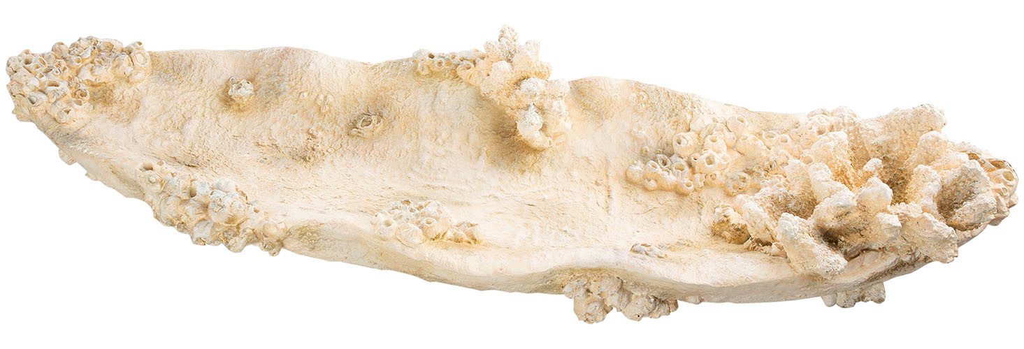 GILDE Dekoschale Schale Amphora Seychelles weiß H. 10,5 cm (1 St) günstig online kaufen