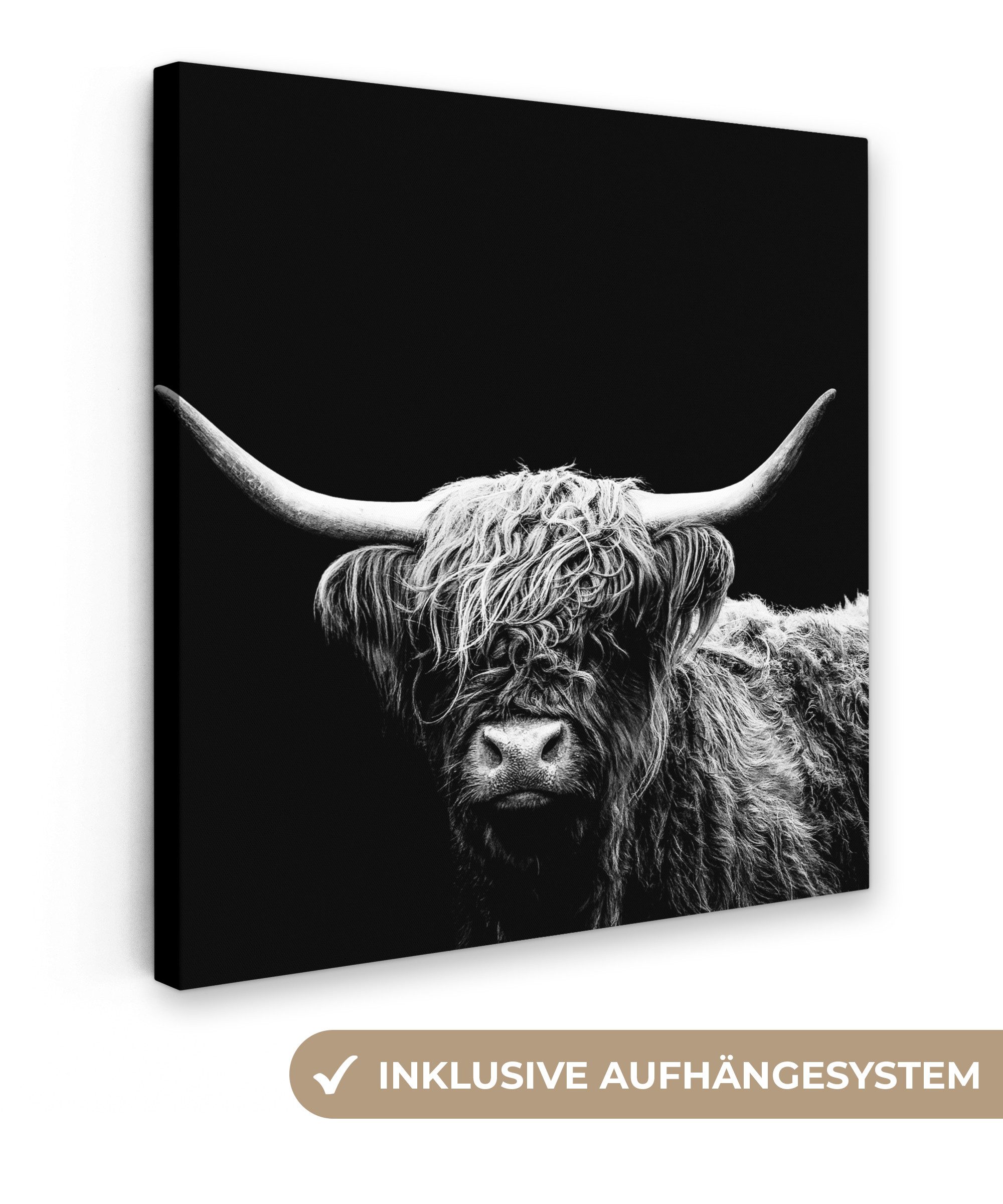 OneMillionCanvasses® Leinwandbild Schottischer Highlander - Kuh günstig online kaufen