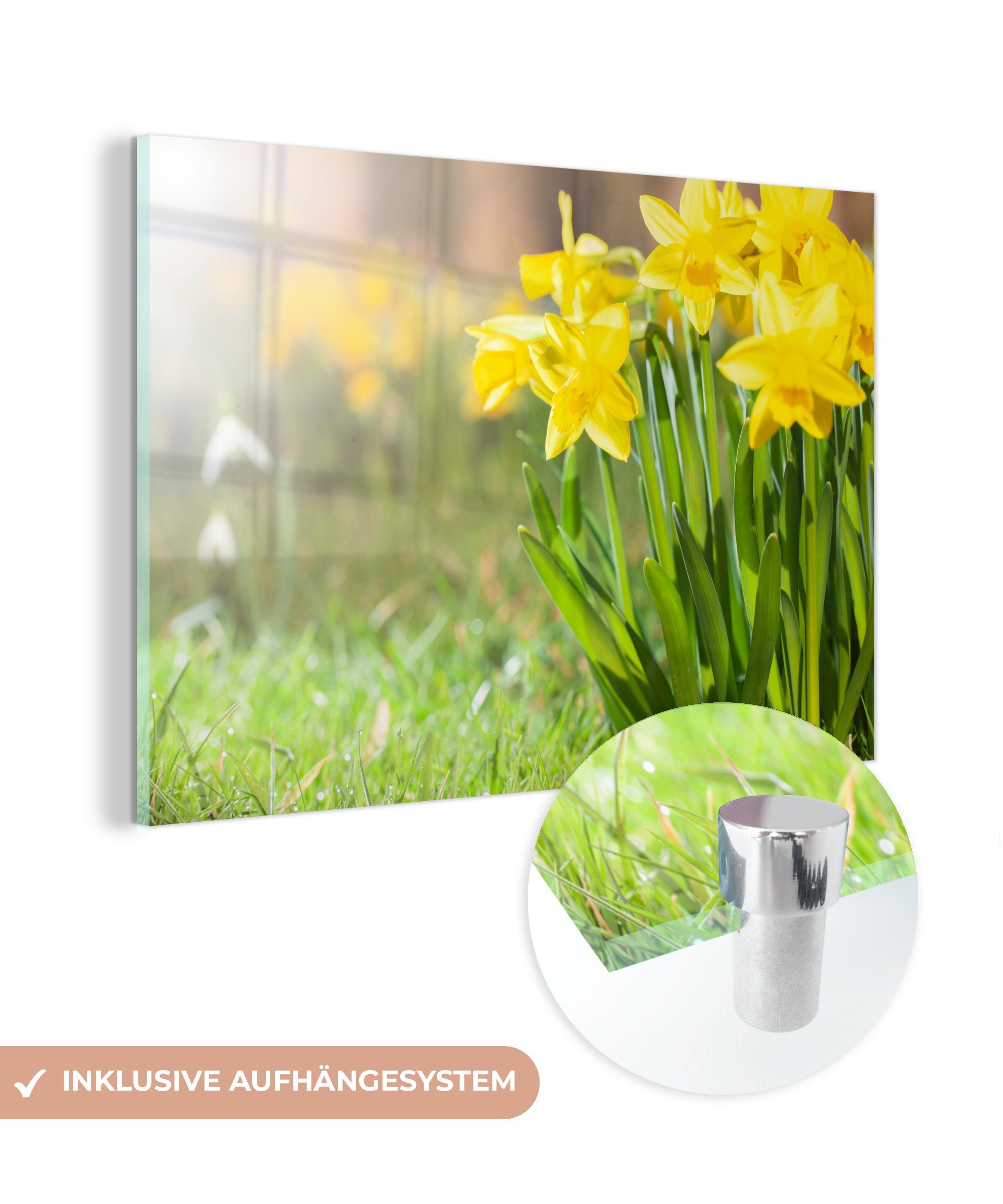 MuchoWow Acrylglasbild Narzisse - Gelb - Frühling, (1 St), Acrylglasbilder Wohnzimmer & Schlafzimmer