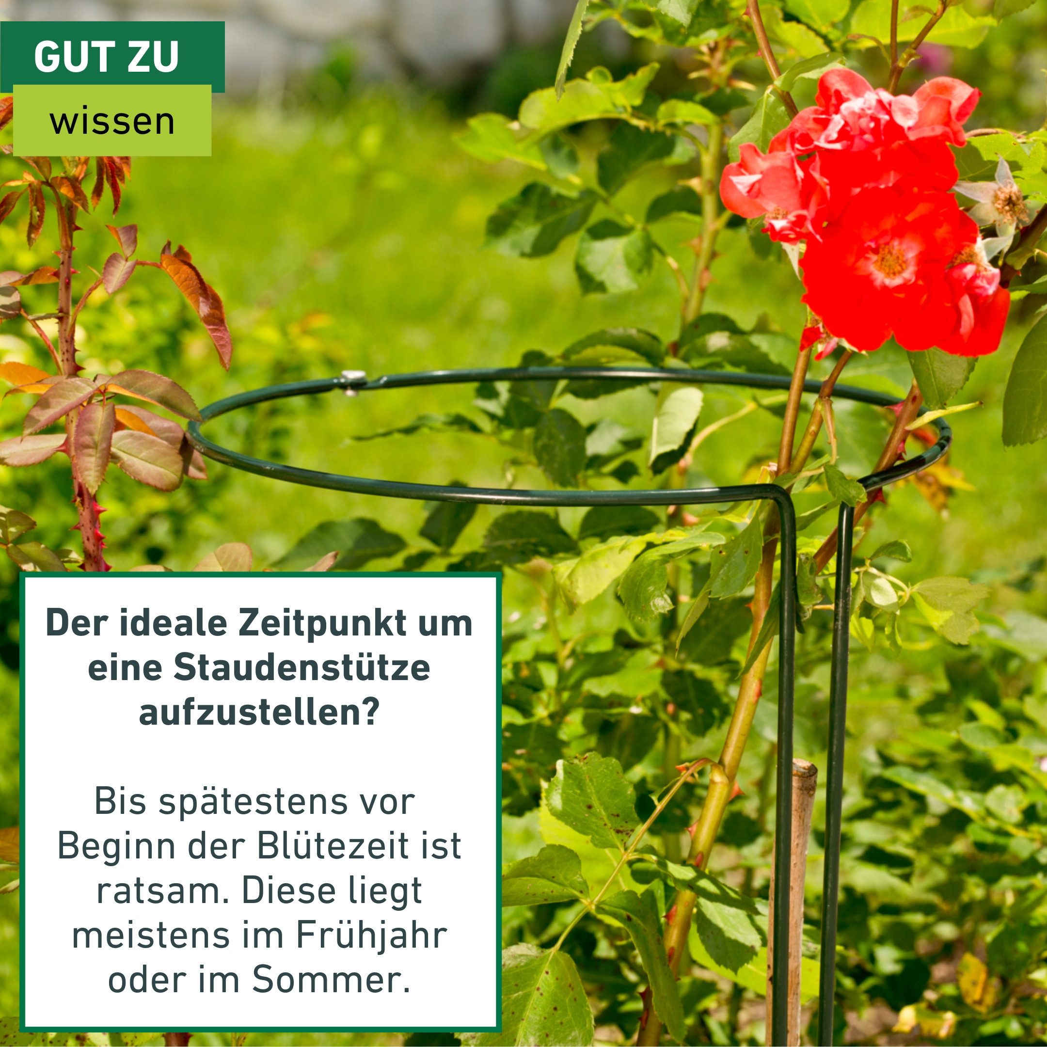 Windhager Rankhilfe Staudenstützen 2-teilig für Pflanzen, 1 St., langlebiger Staudenhalter erhältlich in unterschiedlichen Größen, grün