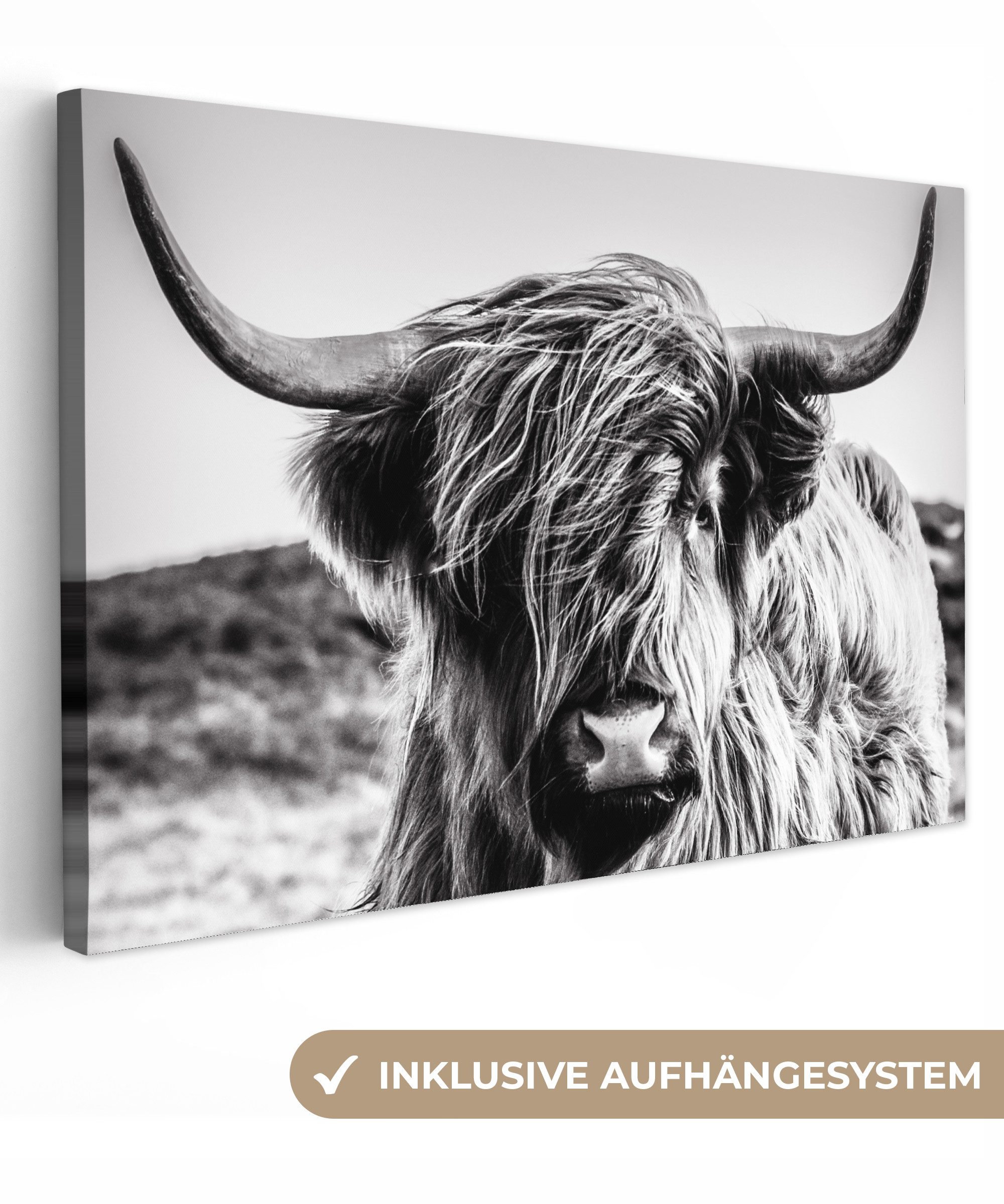OneMillionCanvasses® Leinwandbild Kuh - Schottischer Hochländer - Schwarz - günstig online kaufen