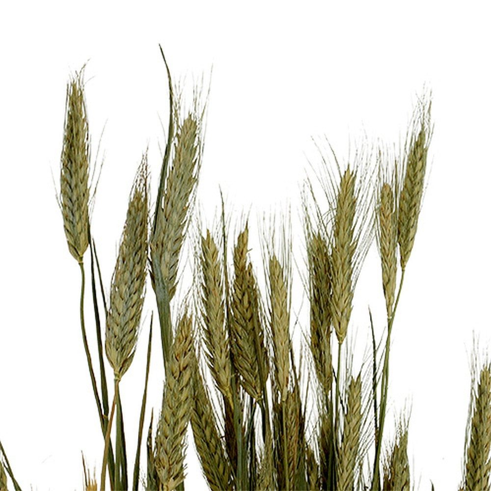 Trockenblume Getreide Dekostrauß Gerste für rustikale Tischdekoration, Viana, Höhe 8 cm