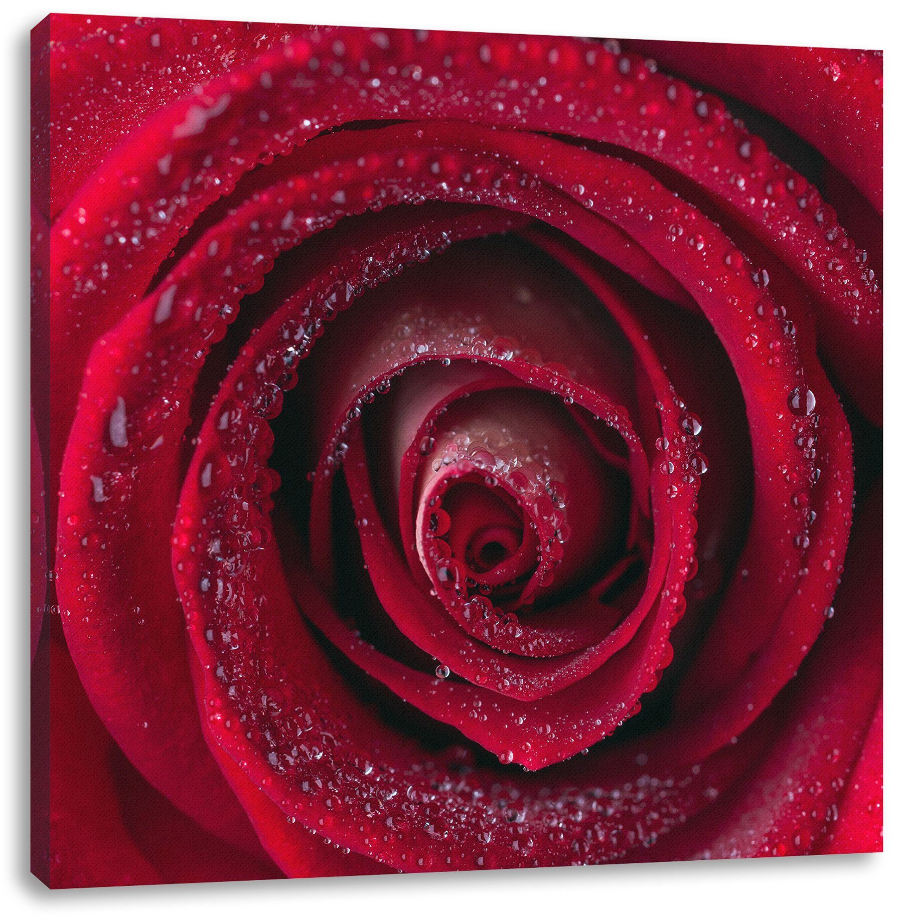 bespannt, Leinwandbild Rosenblüte (1 St), Nahaufnahme inkl. Zackenaufhänger fertig Leinwandbild Nahaufnahme, Pixxprint Rosenblüte