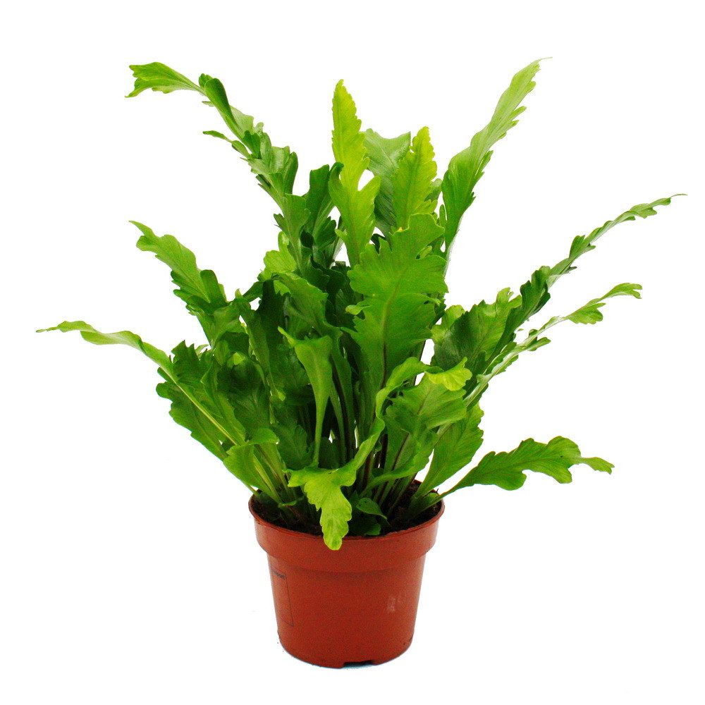 Exotenherz Zimmerpflanze Asplenium Farn-Sorten fürs Zimmer Nestfarn 12cm To günstig online kaufen