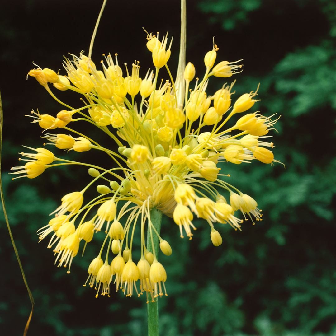 Pflanzen für Dich Staude Allium flavum, 1 St., Gelber Lauch, Gelber Zierlauch – Bild 2 von 3