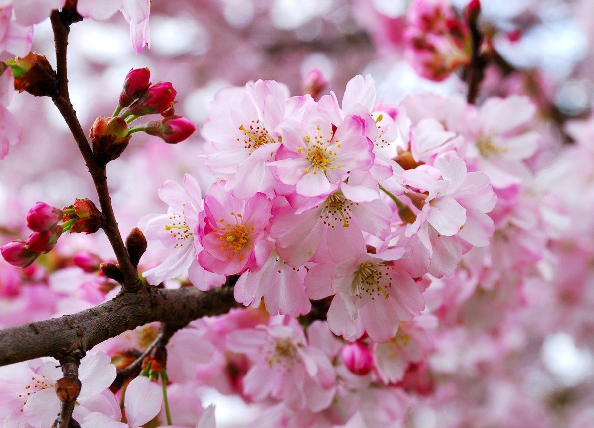 Fototapete Rkirschblüten