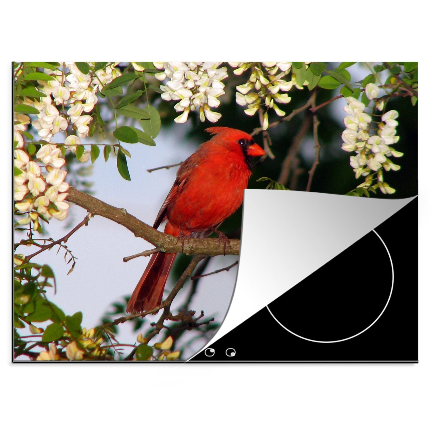 MuchoWow Herdblende-/Abdeckplatte Roter Kardinal zwischen weißen Blüten, Vinyl, (1 tlg), 70x52 cm, Mobile Arbeitsfläche nutzbar, Ceranfeldabdeckung