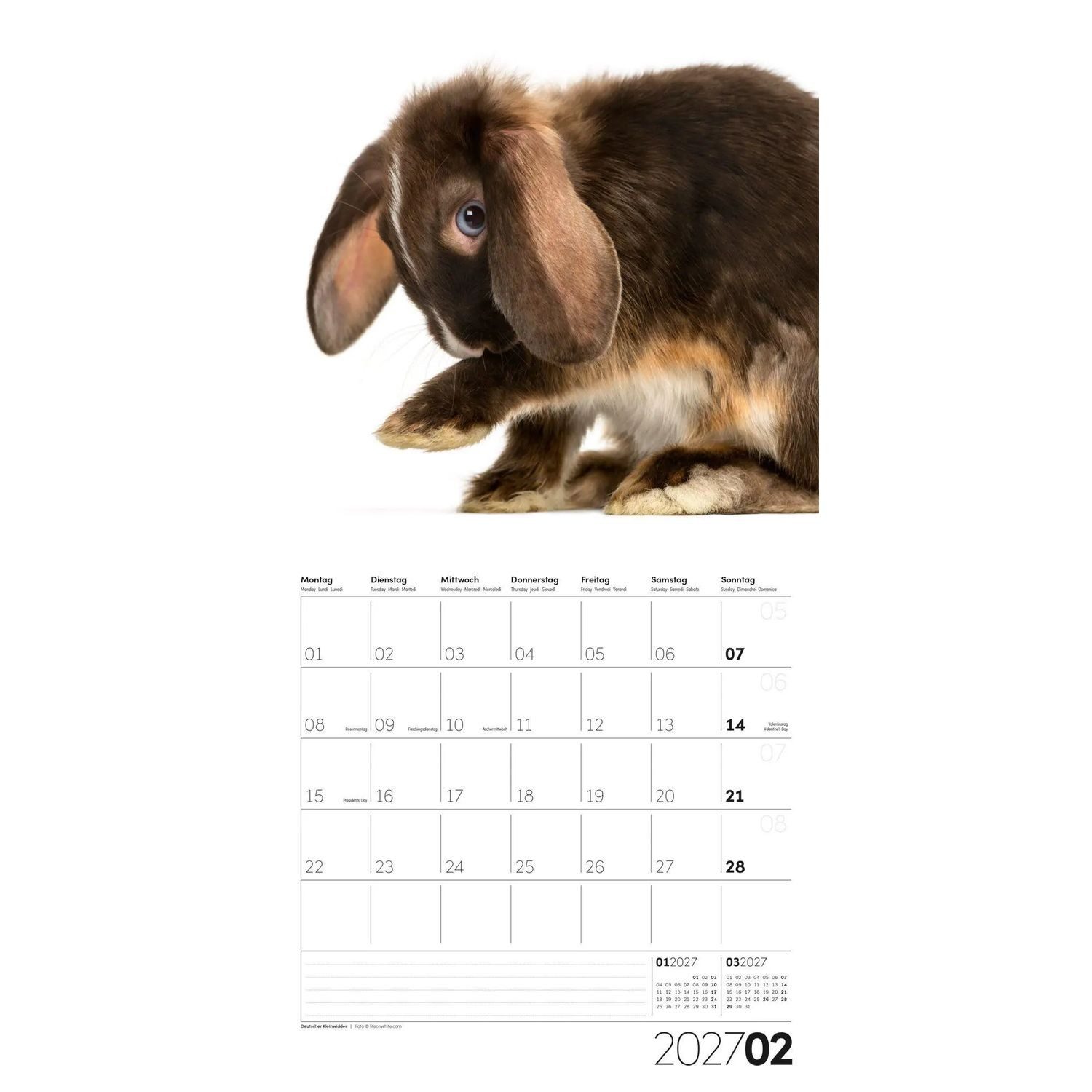 Ackermann Wandkalender Animals Kalender 2027 - 30x30 - Art12